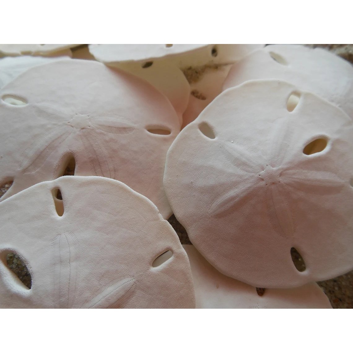 10-M-Sand-Dollars-02.jpg