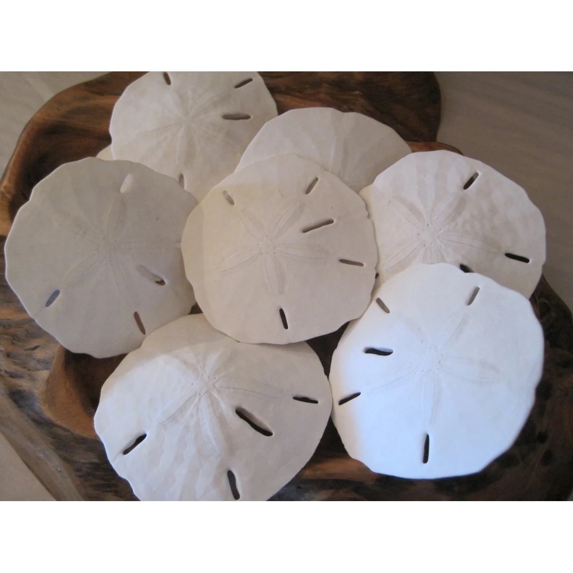 Fla-Sand-Dollars-01.jpg