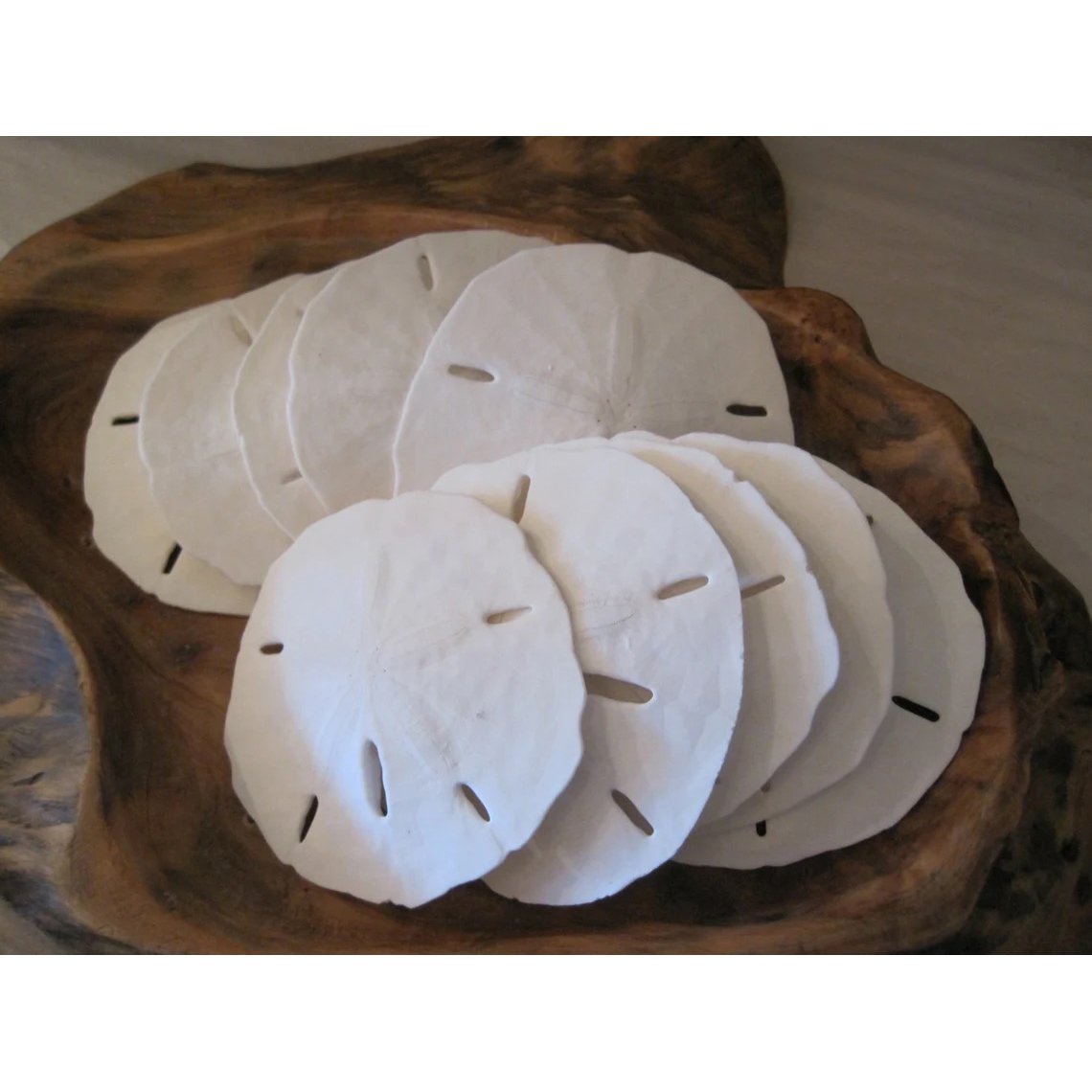 Fla-Sand-Dollars-02.jpg