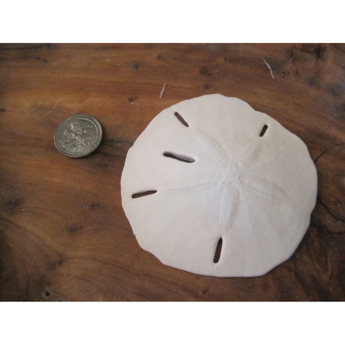 Fla-Sand-Dollars-03.jpg