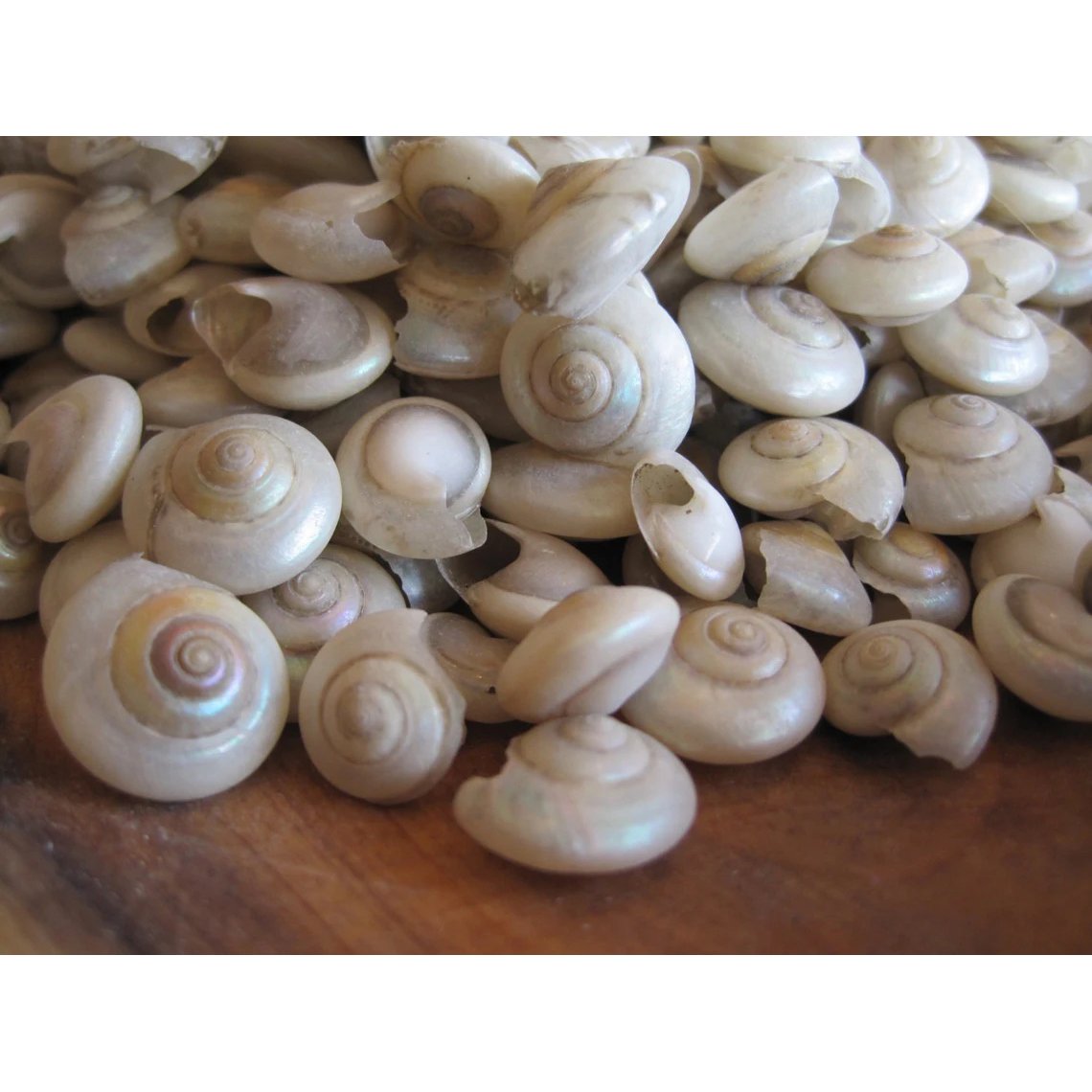 Umbonium-01.jpg