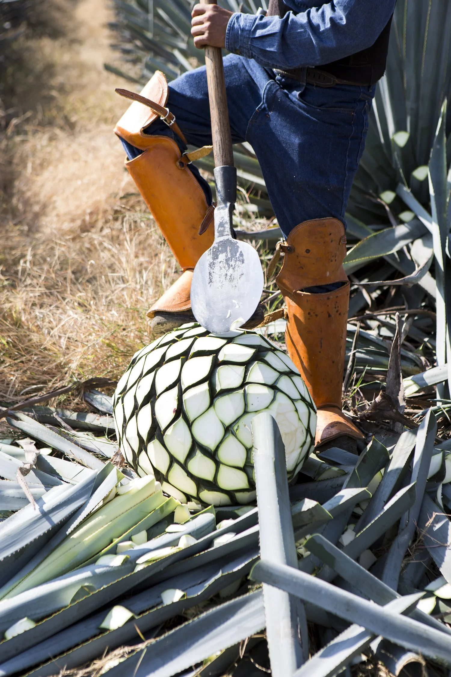 Don Julio Experience Jalisco Mexico