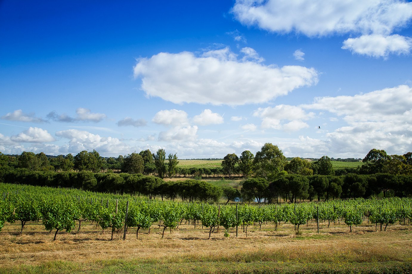 Herdade-dos-Grous---dia-do-Ambiente-2018-(4).jpg