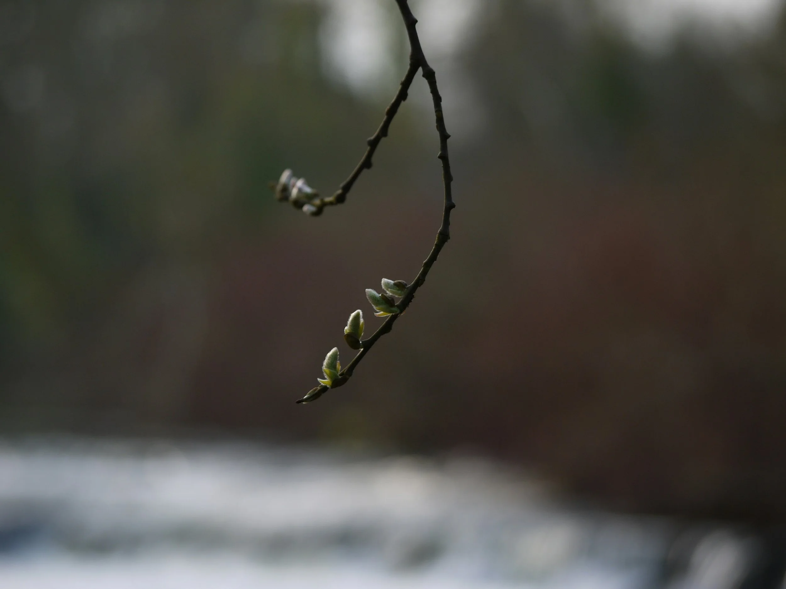 Early spring buds emerging on a bare tree branch, symbolising quiet growth after winter.