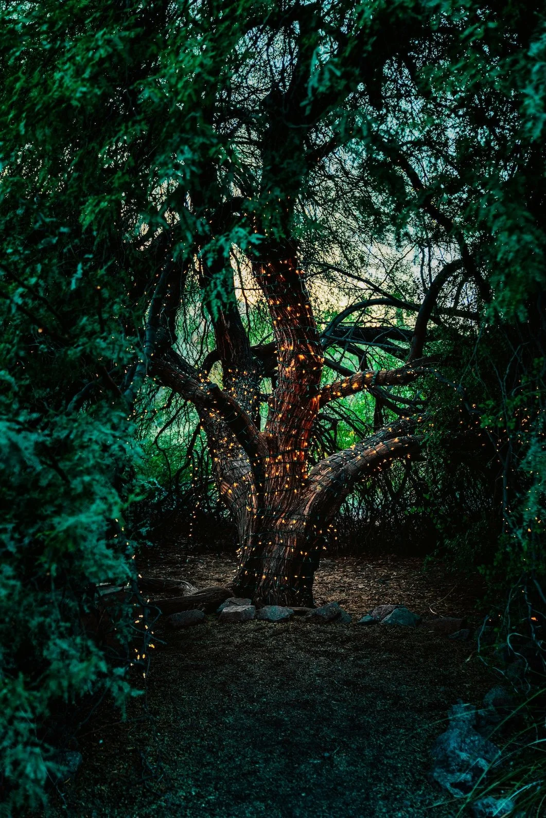 Rooted tree illuminated with light, reflecting internal connection, vitality and long-term cultivation.
