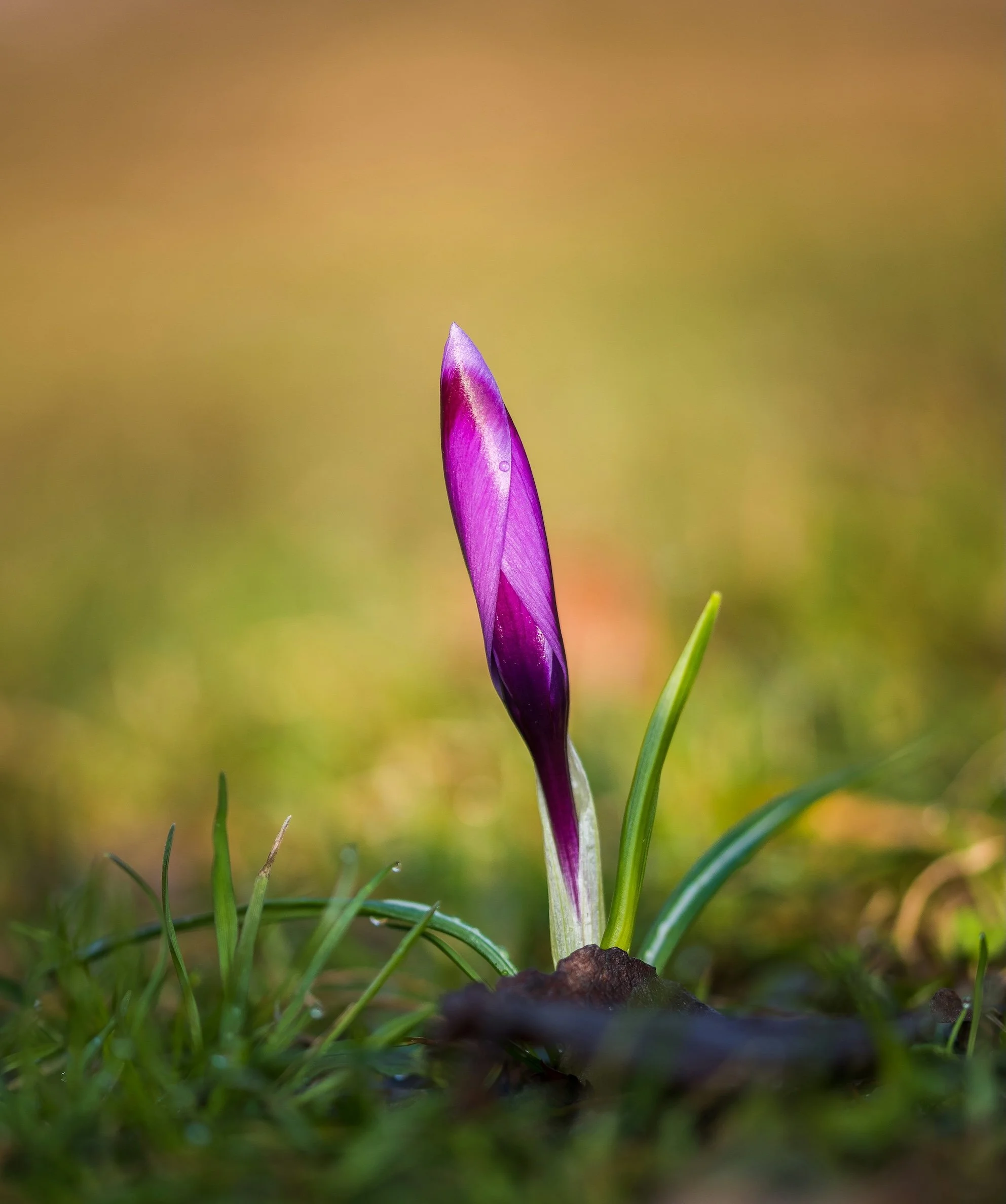 An unopened purple flower bud emerging vertically from the ground among green grass.