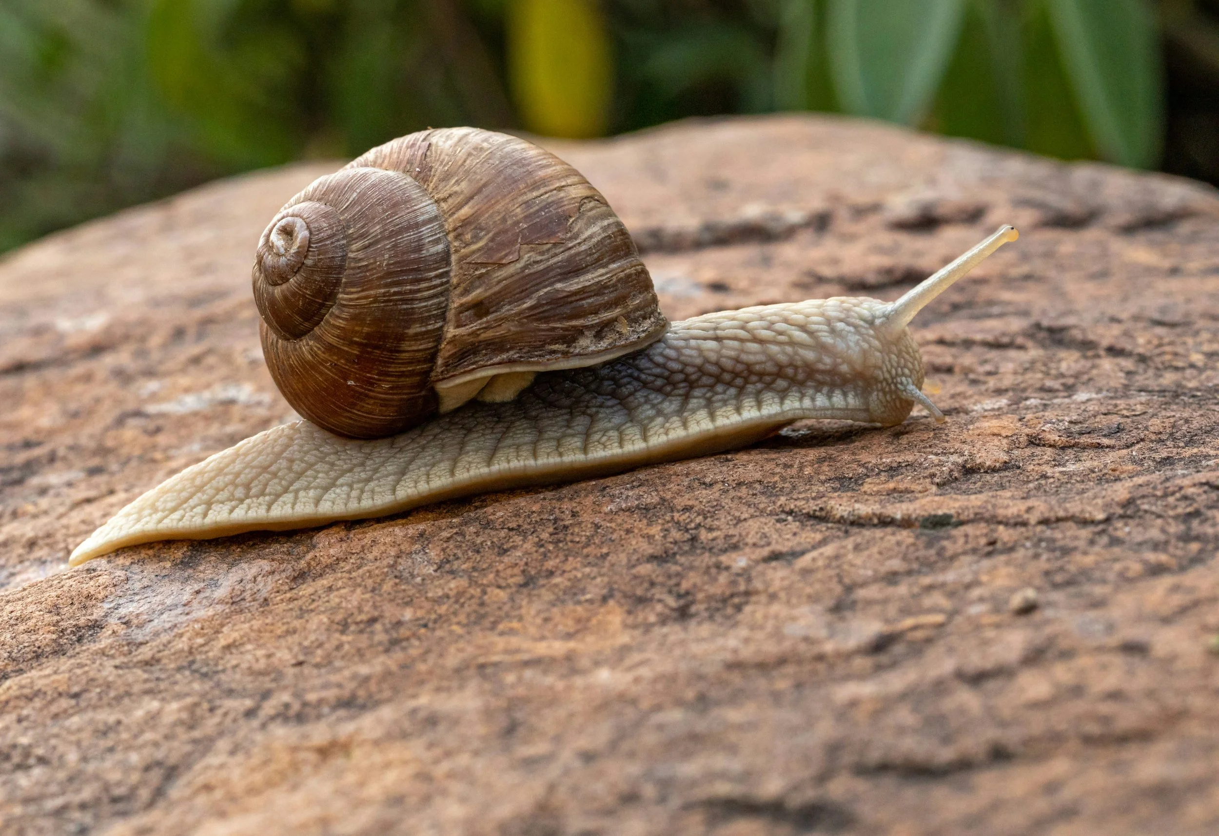 Snail moving slowly across a rock