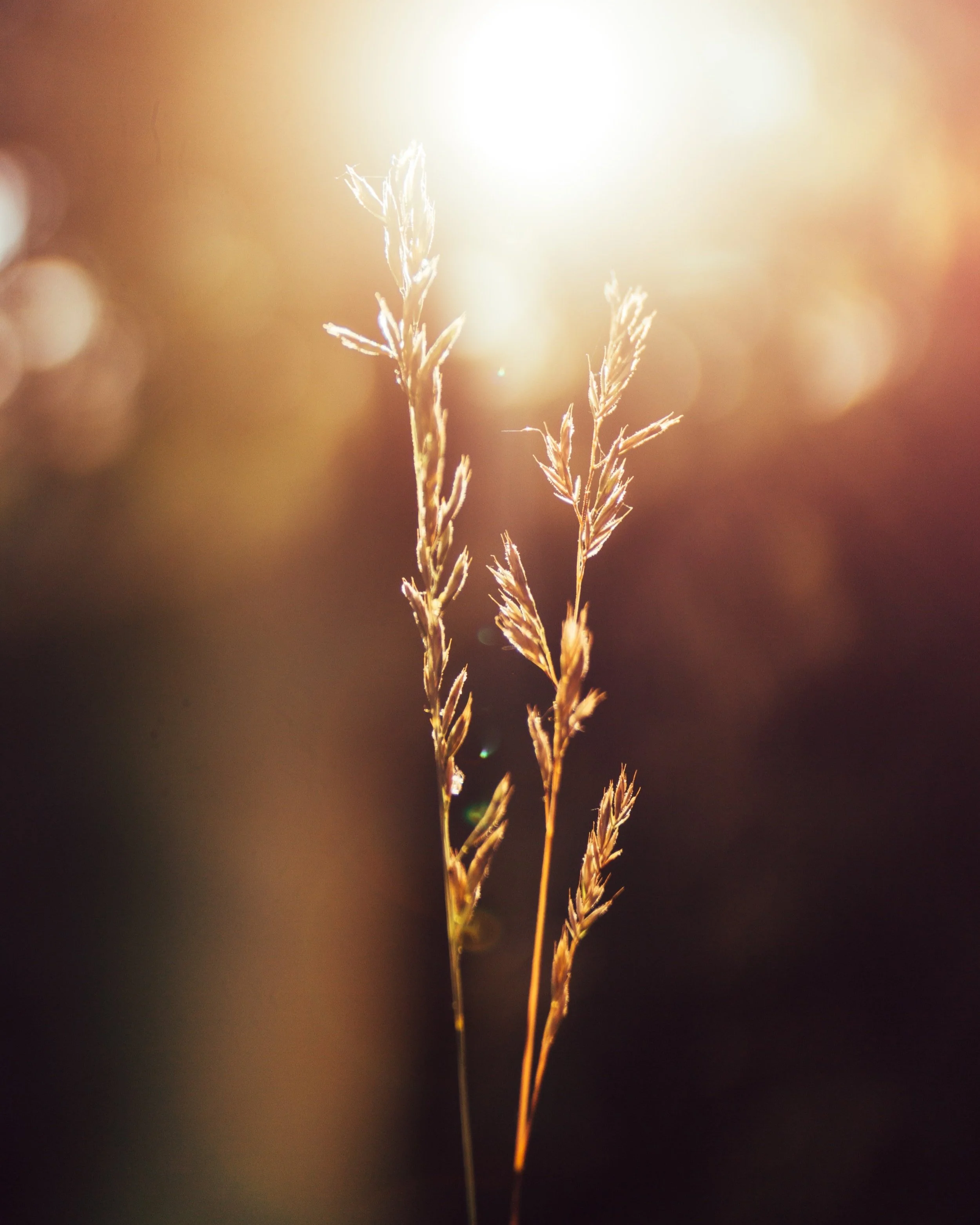 Delicate grass seed heads glowing in warm sunlight against a softly blurred background.