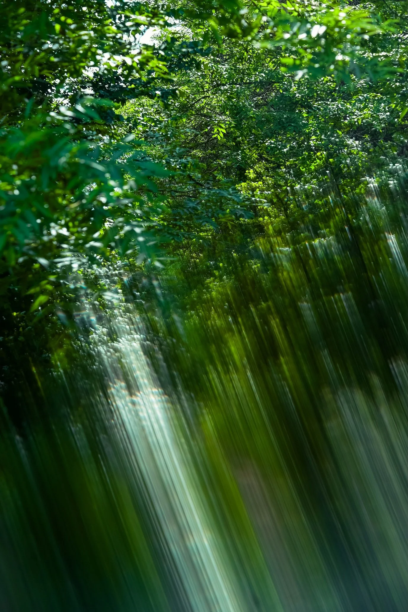 Bright shafts of sunlight filter through dense green forest foliage, creating a soft, blurred effect.