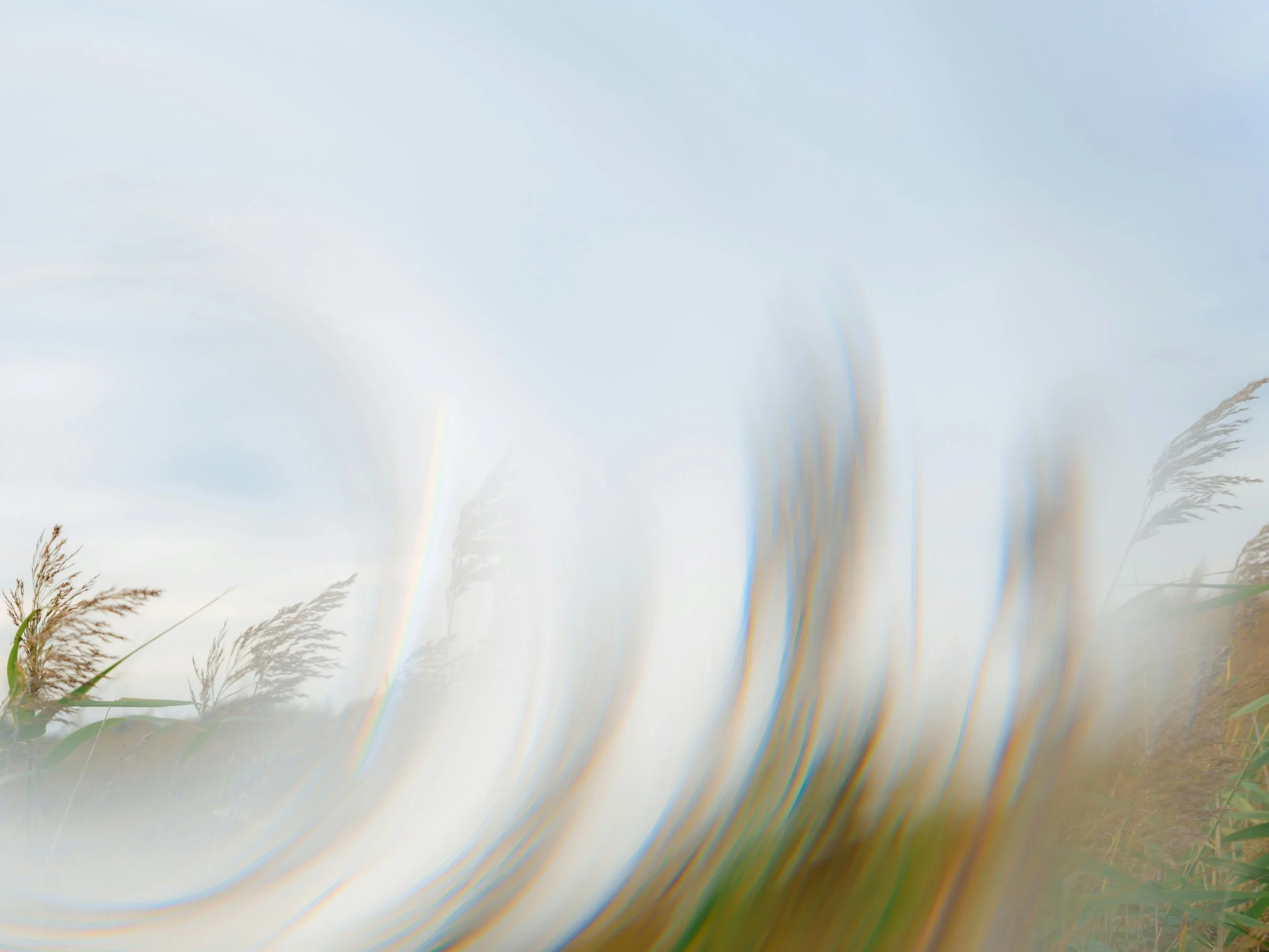 Tall grasses moving in soft light, seen through a hazy, atmospheric lens.