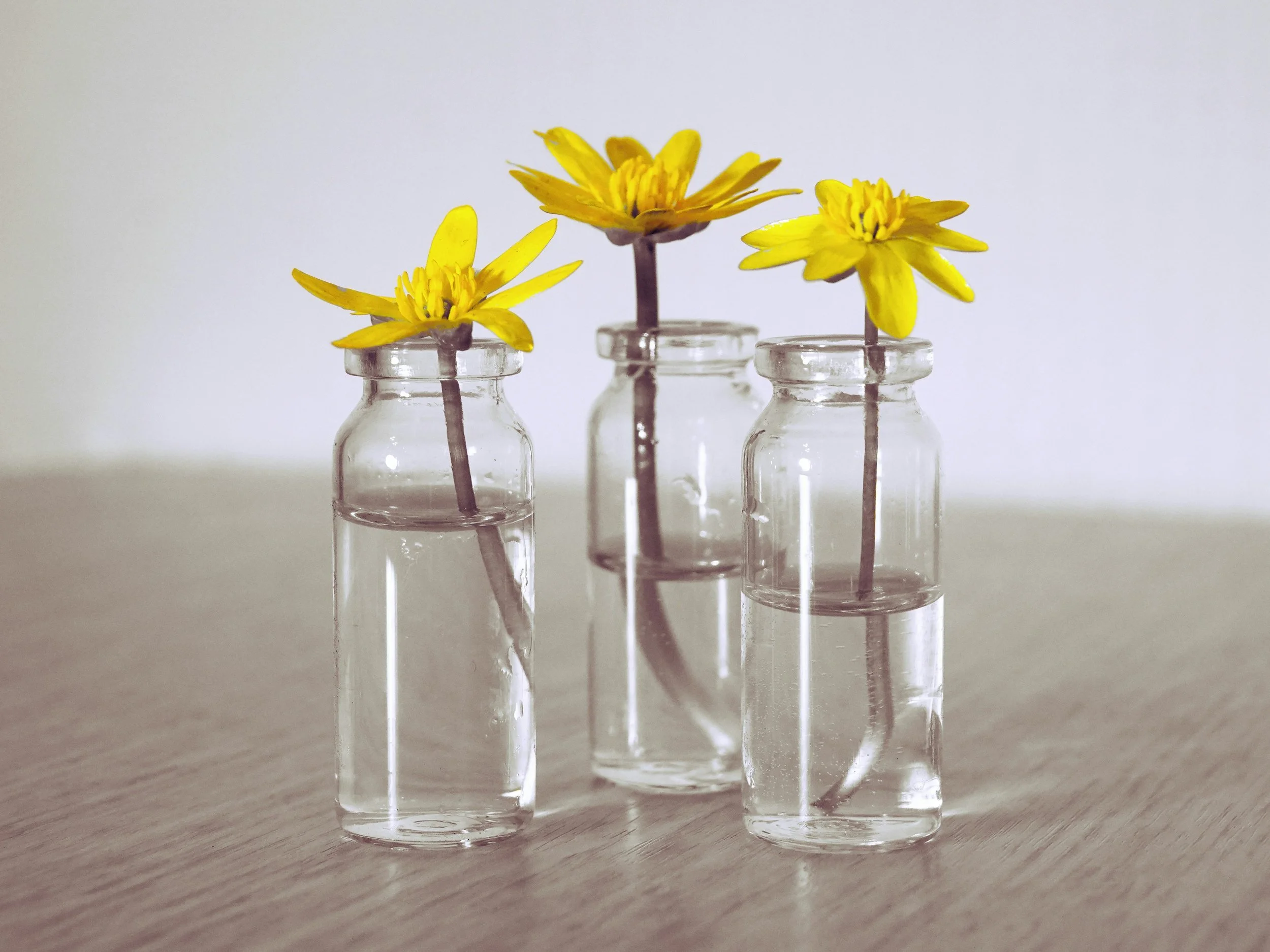 Three yellow flowers standing in small glass jars filled with water on a wooden table