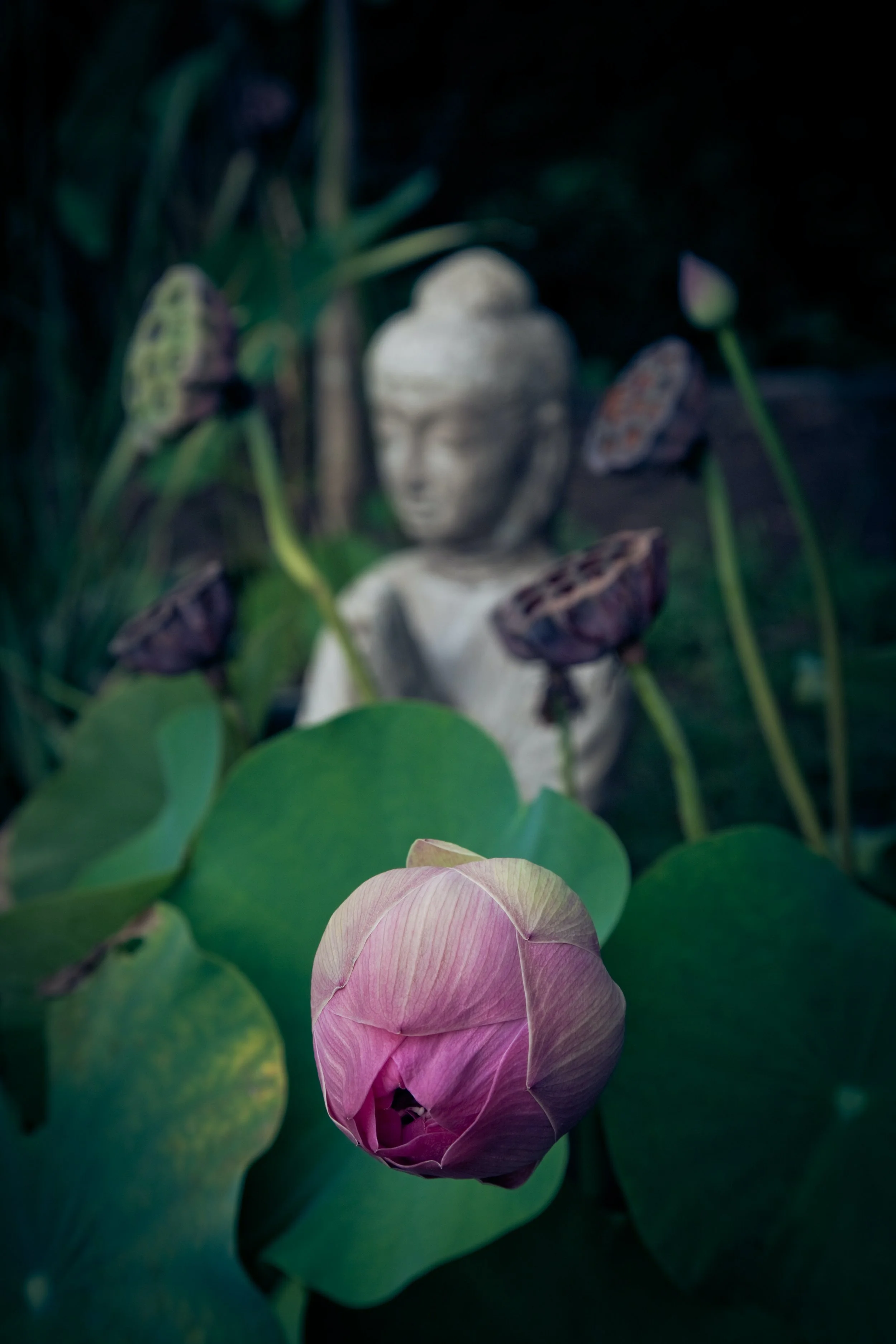 A pink lotus flower in the foreground with a Buddha statue and lotus leaves softly blurred in the background.