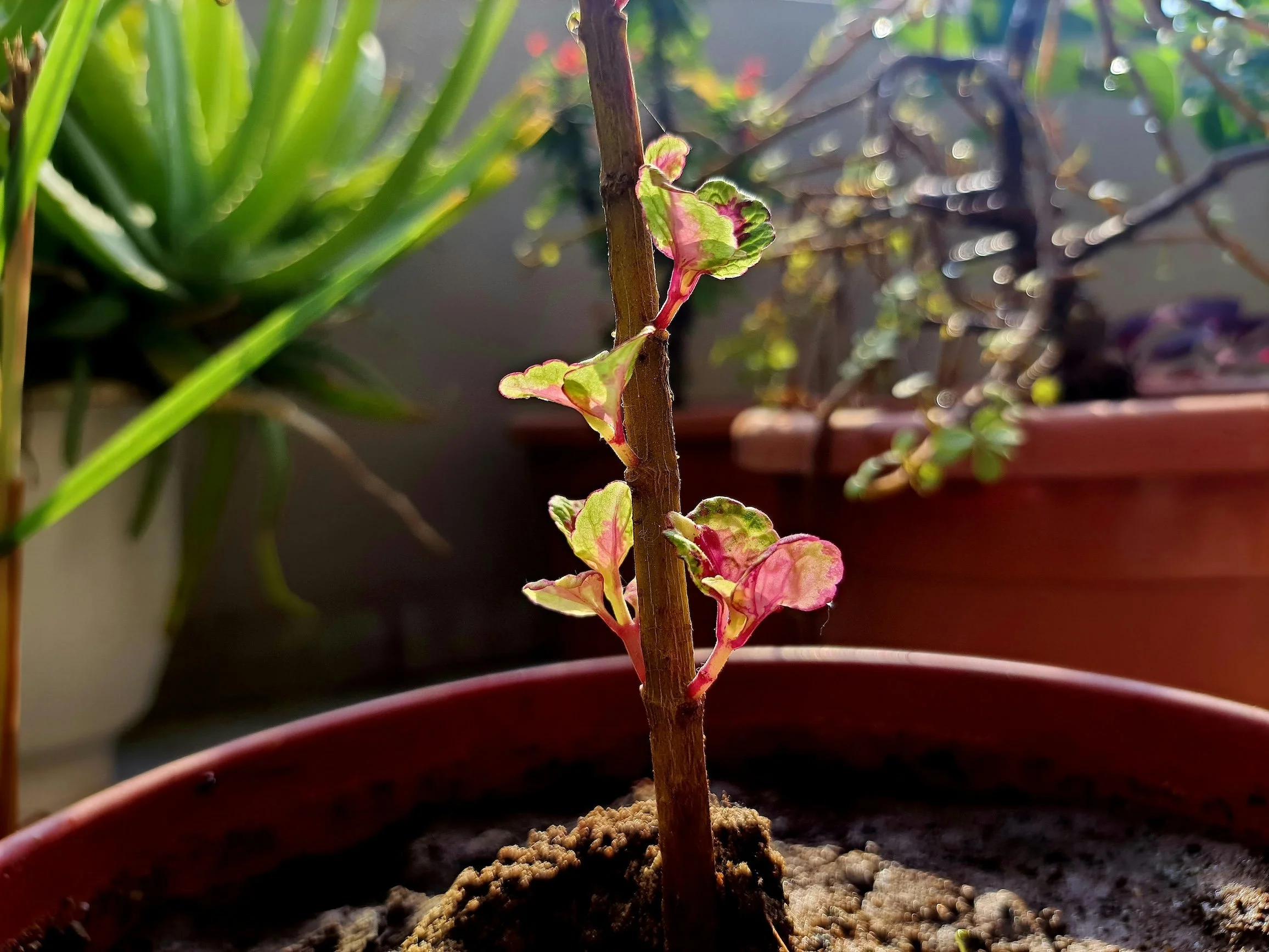 Close-up of new leaves growing from a small plant in sunlight, representing gradual growth and cultivation