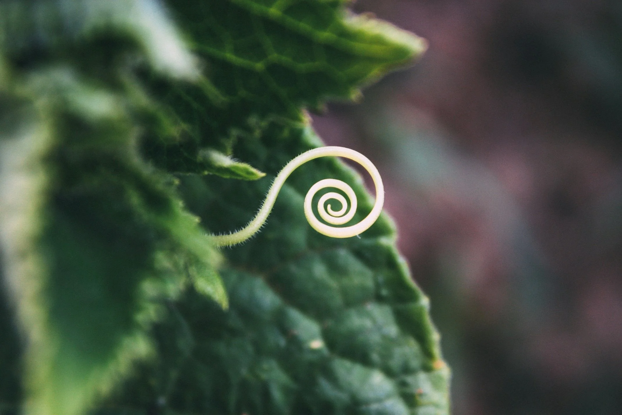 Close-up of a curling tendril emerging from a green leaf