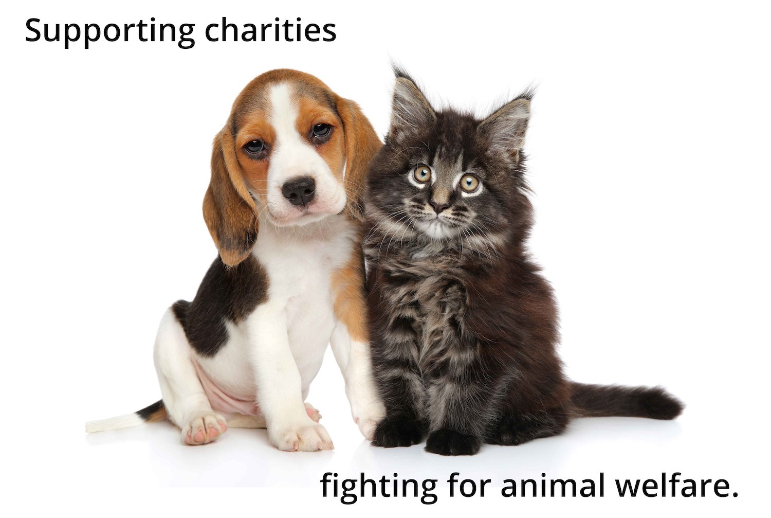 Supporting charities that are fighting for animal welfare