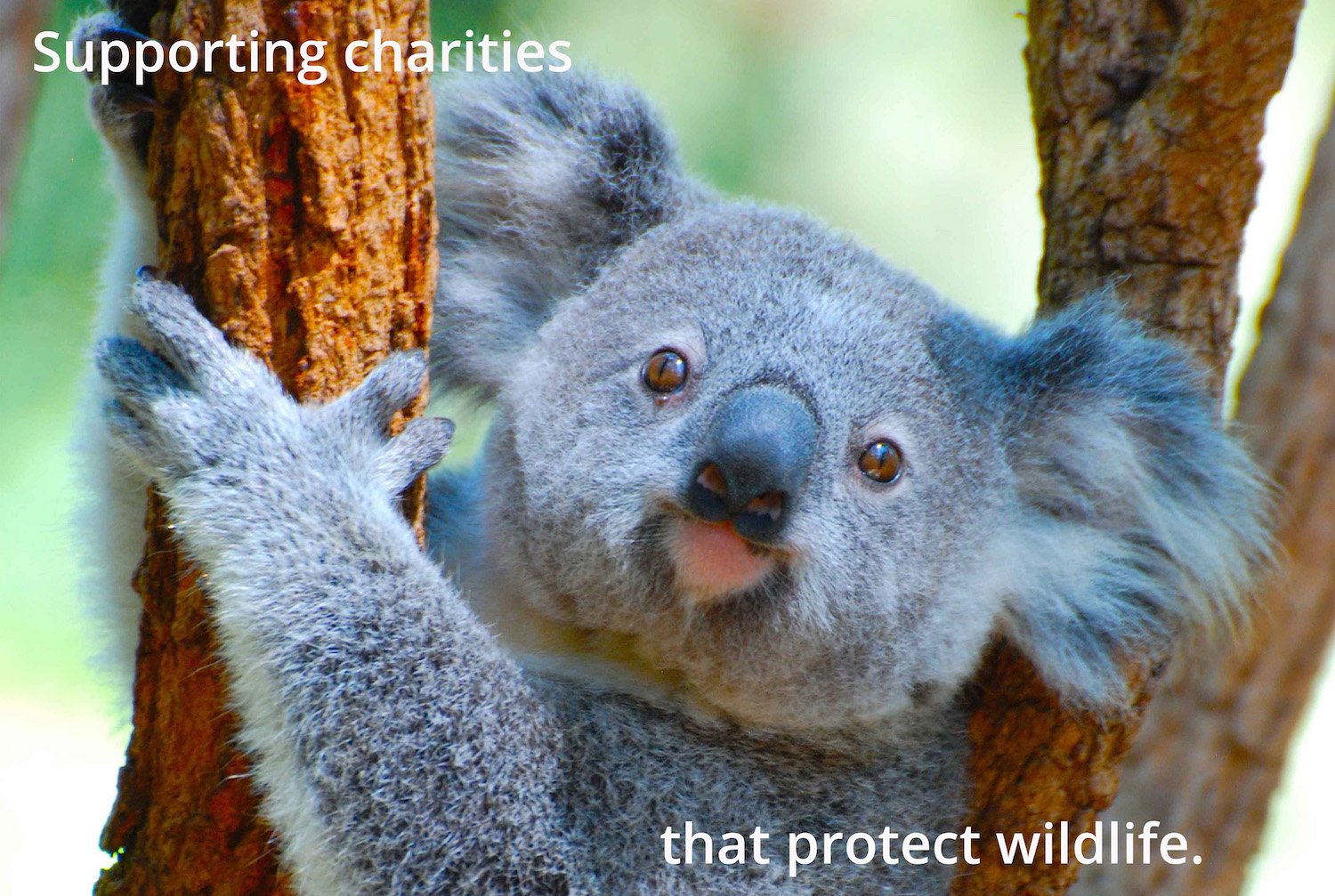 Supporting charities that protect wildlife