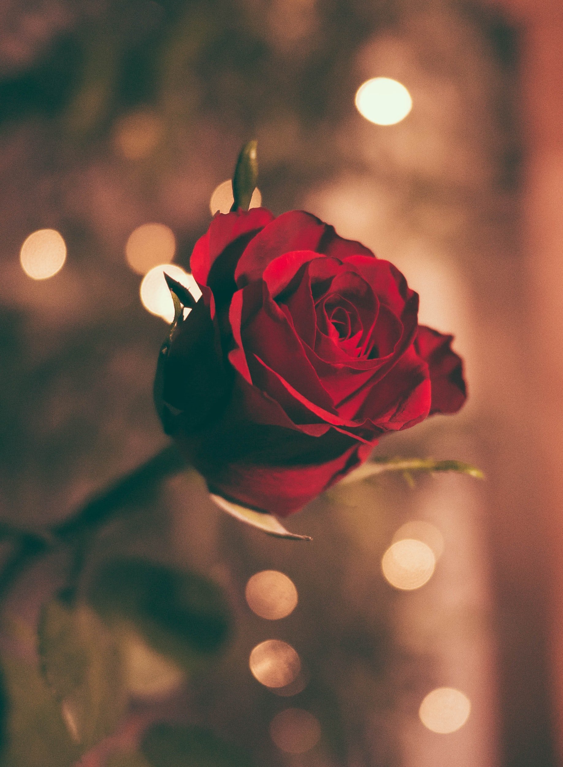 Buy the Stinking Roses