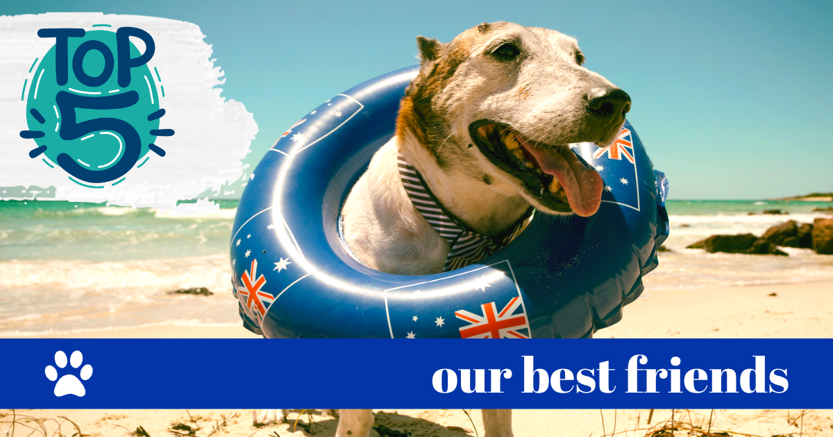 Top Five QLD Dog Beaches — Country Network Australia
