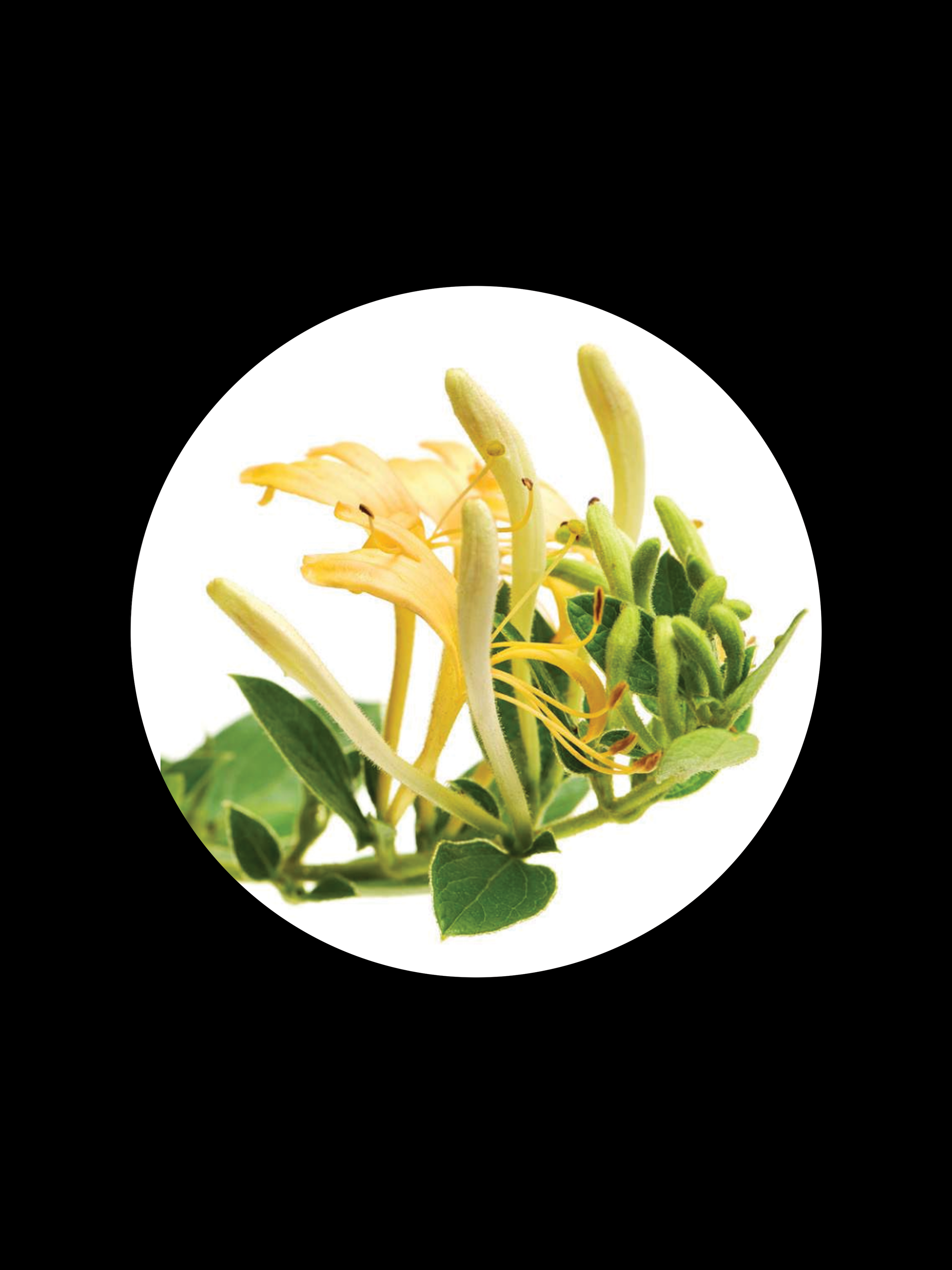 Kahuna Products Hawaii - Essential Oils - Honeysuckle 02.png