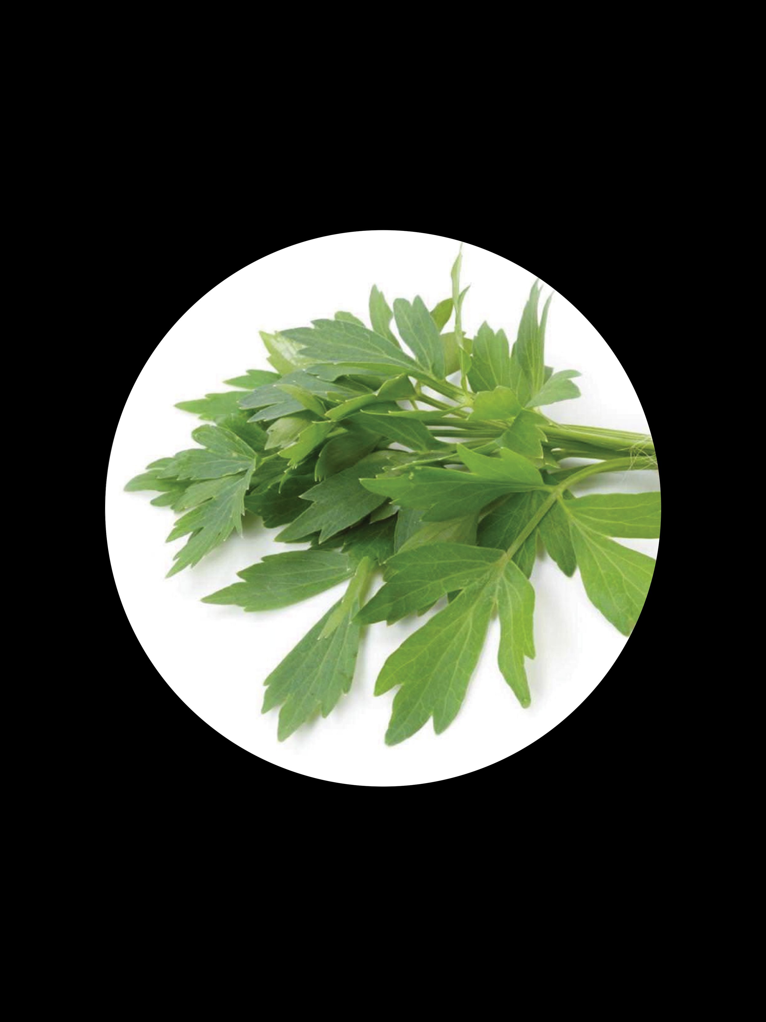 LOVAGE ESSENTIAL OIL