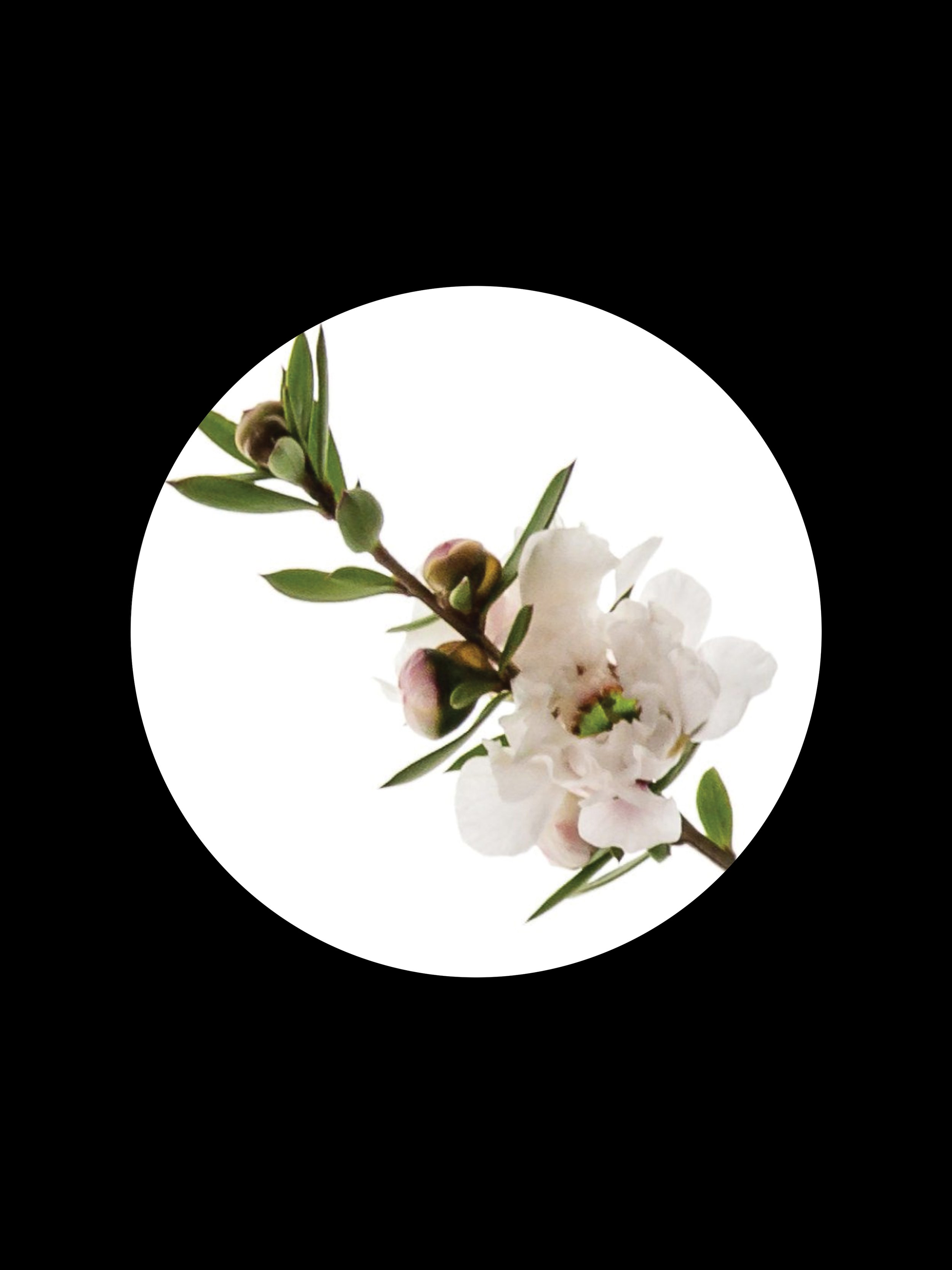 MANUKA ESSENTIAL OIL