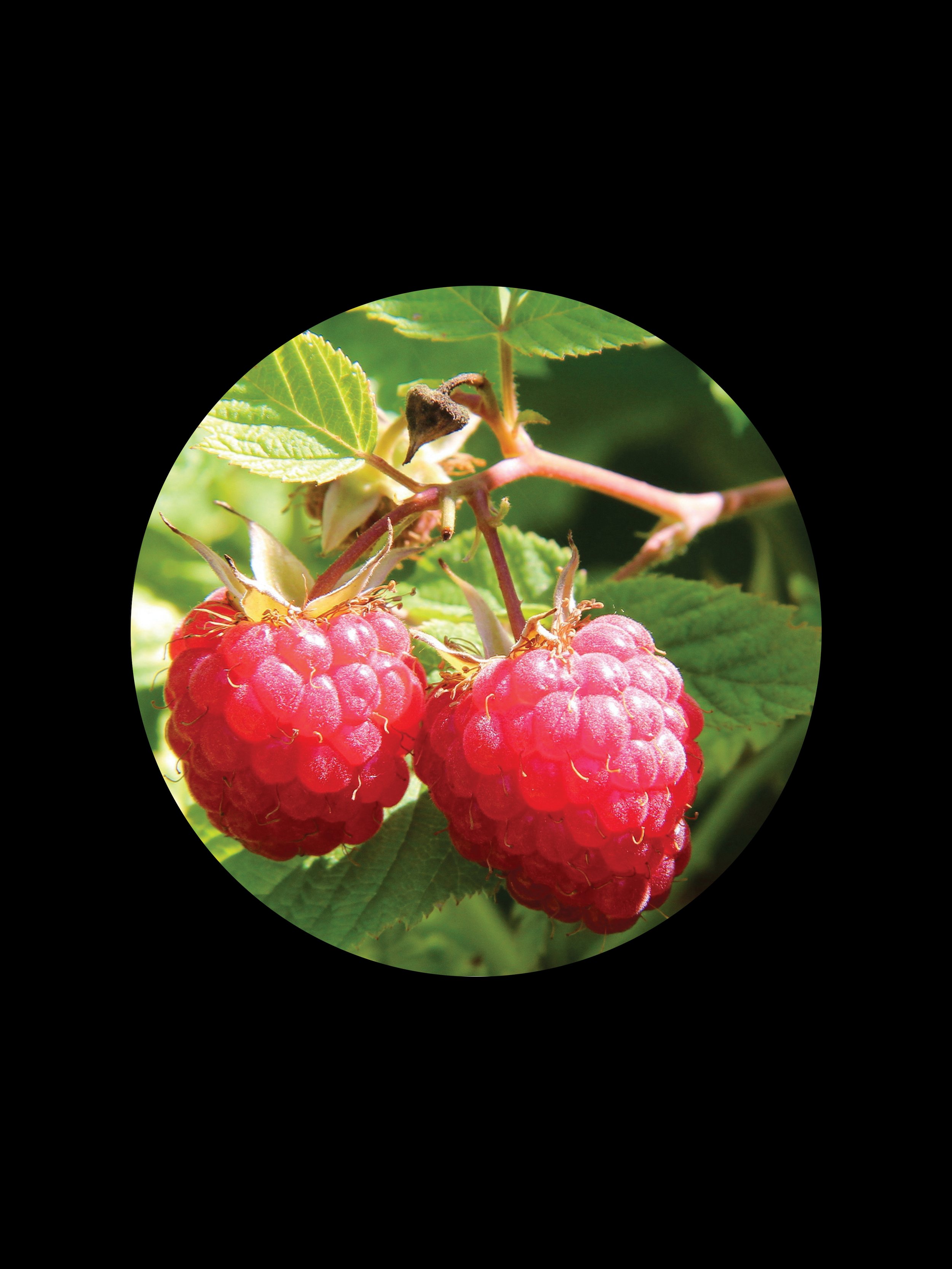 RASPBERRY ESSENTIAL OIL