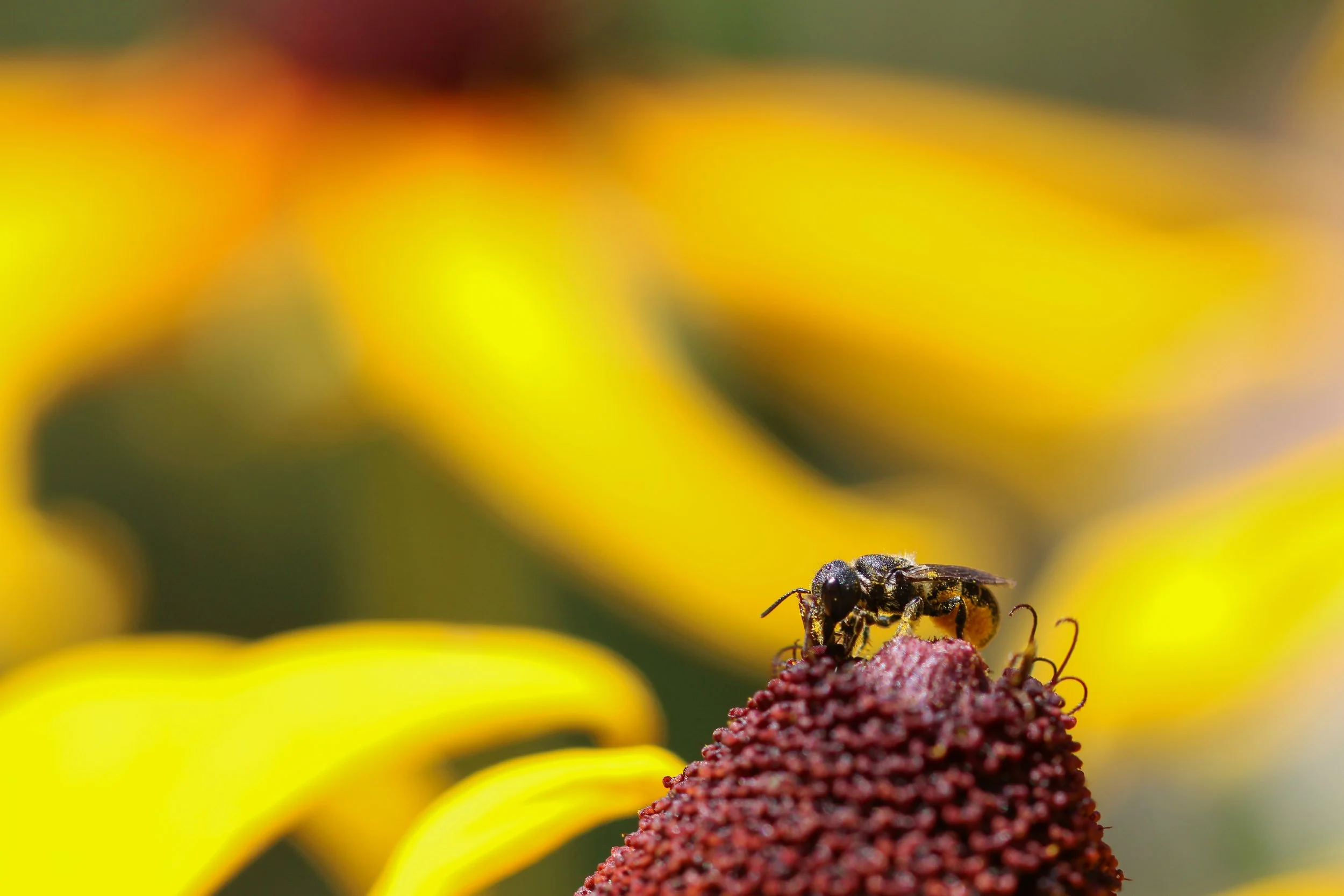 Eating flowers