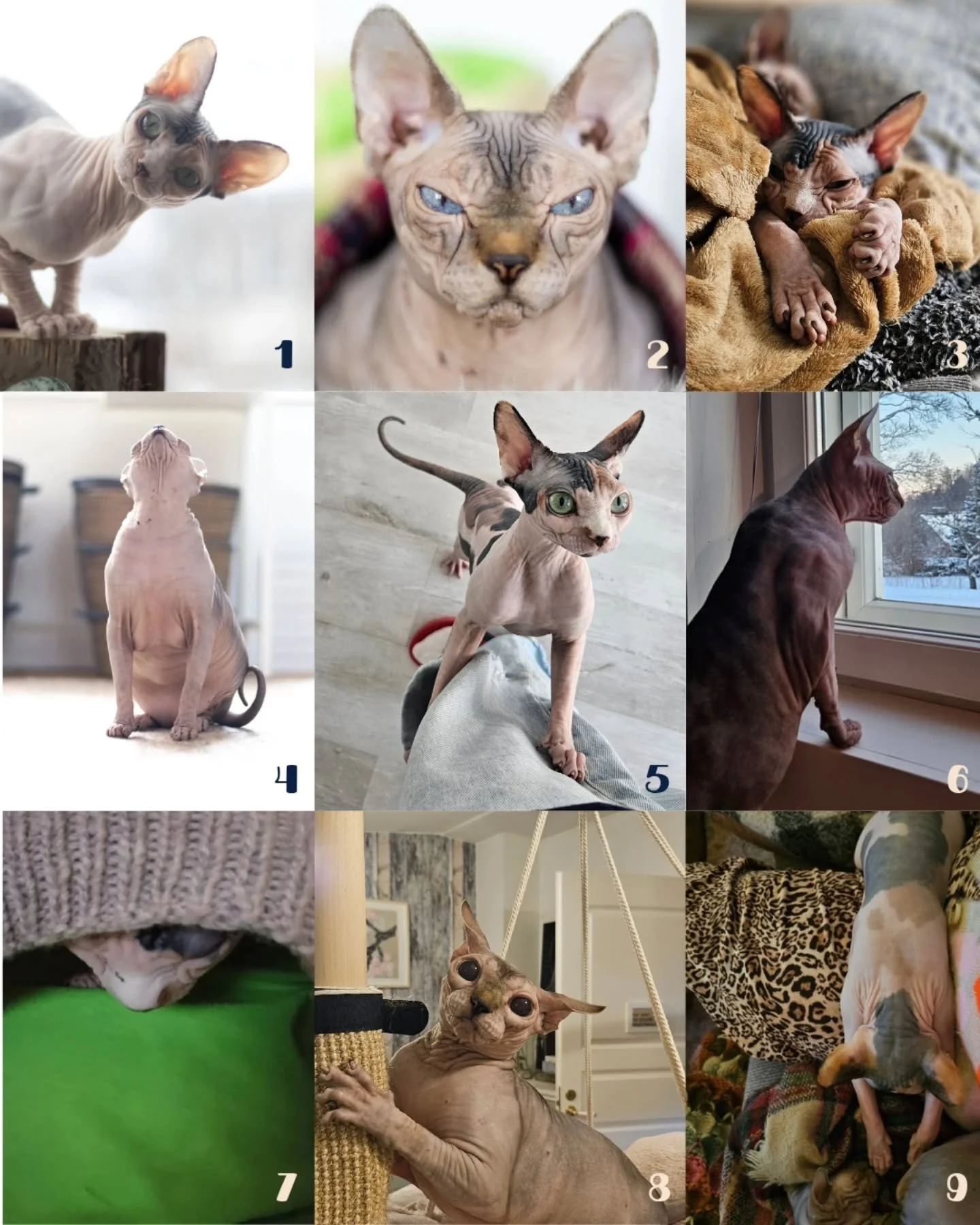 Inspiroituneena "In a scale of random xxx, how are you feeling today?" kuvista, t&auml;ss&auml; assari-edition.

Eli mill&auml; assari-fiiliksell&auml; l&auml;het t&auml;h&auml;n viikkoon?