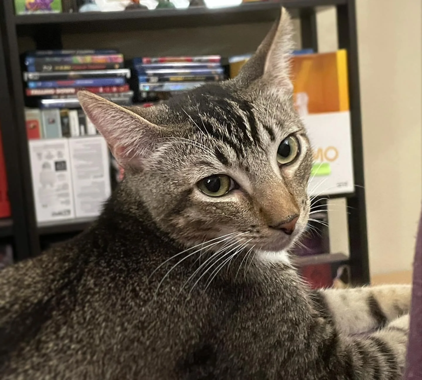 Look how photogenic my cat is!!! 

Tanner, my precious boy!

#catsofinstagram