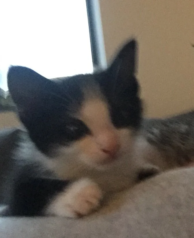 Pet Portrait Reference Photos Sophie Ella Fine Art Pet Portrait And 