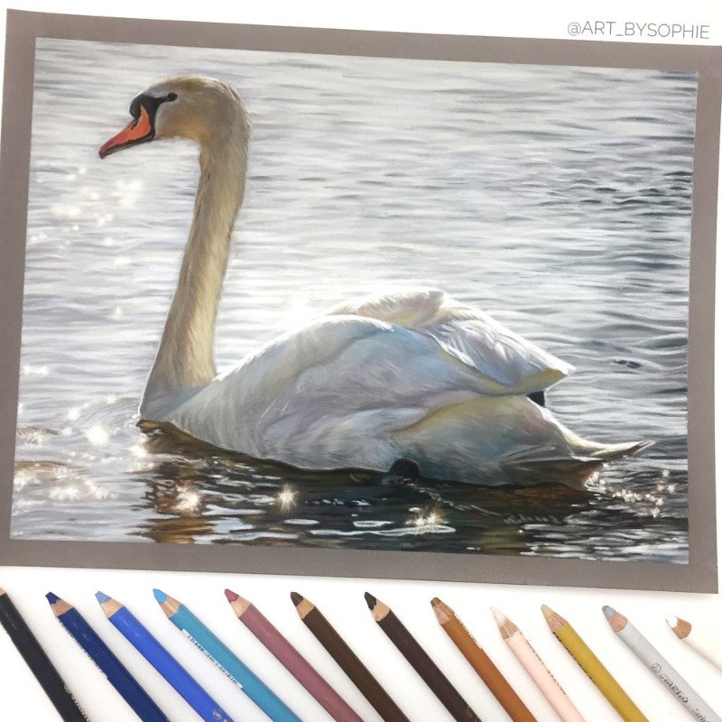 swan800x800.jpg