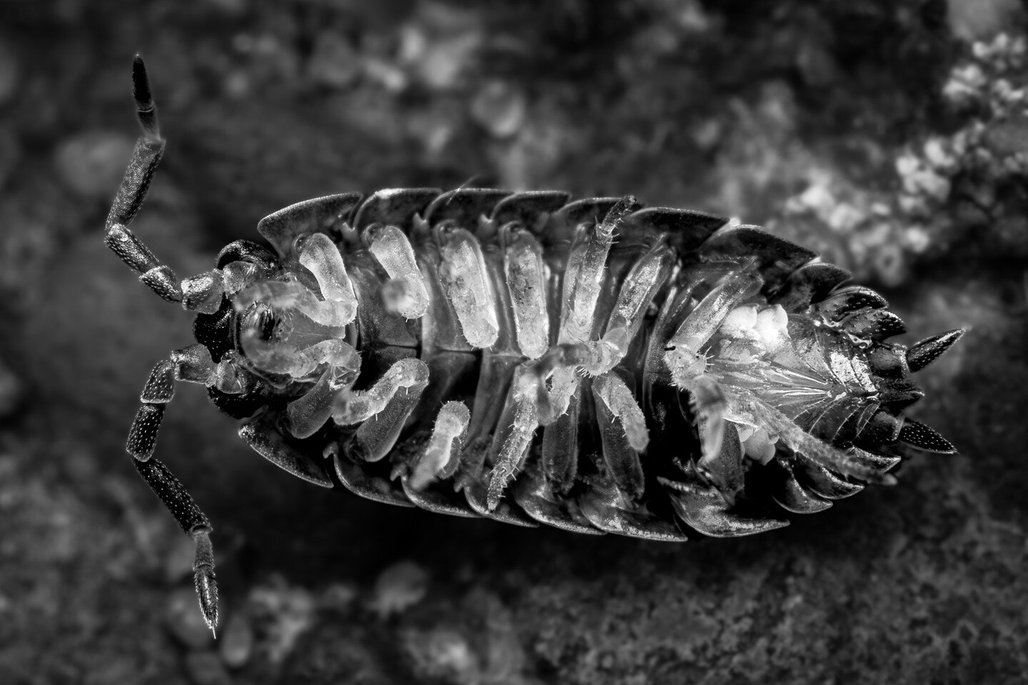 Whilst ant hunting, I spotted this wood louse having a few right side up problems. 

Yes, of course I righted it after photographing its sensitive bits :P

#macro #macrophoto #macrophotos #photomacro #macroholic #macro_highlight #Macro_brilliance #pa