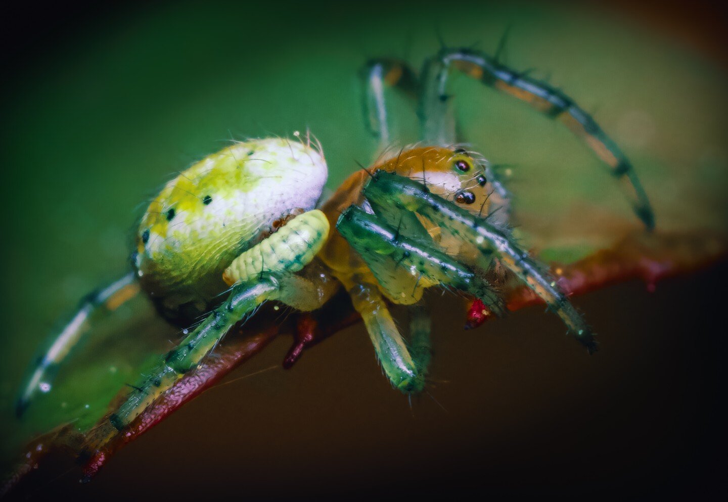 For one of us to live, the other must die!

Tiny green spider with a parasitic wasp lavae feeding of it. Was a windy day and the spider was very active, though that will change unfortunately ;) - wasn't able to get a clear shot due to that, and my in