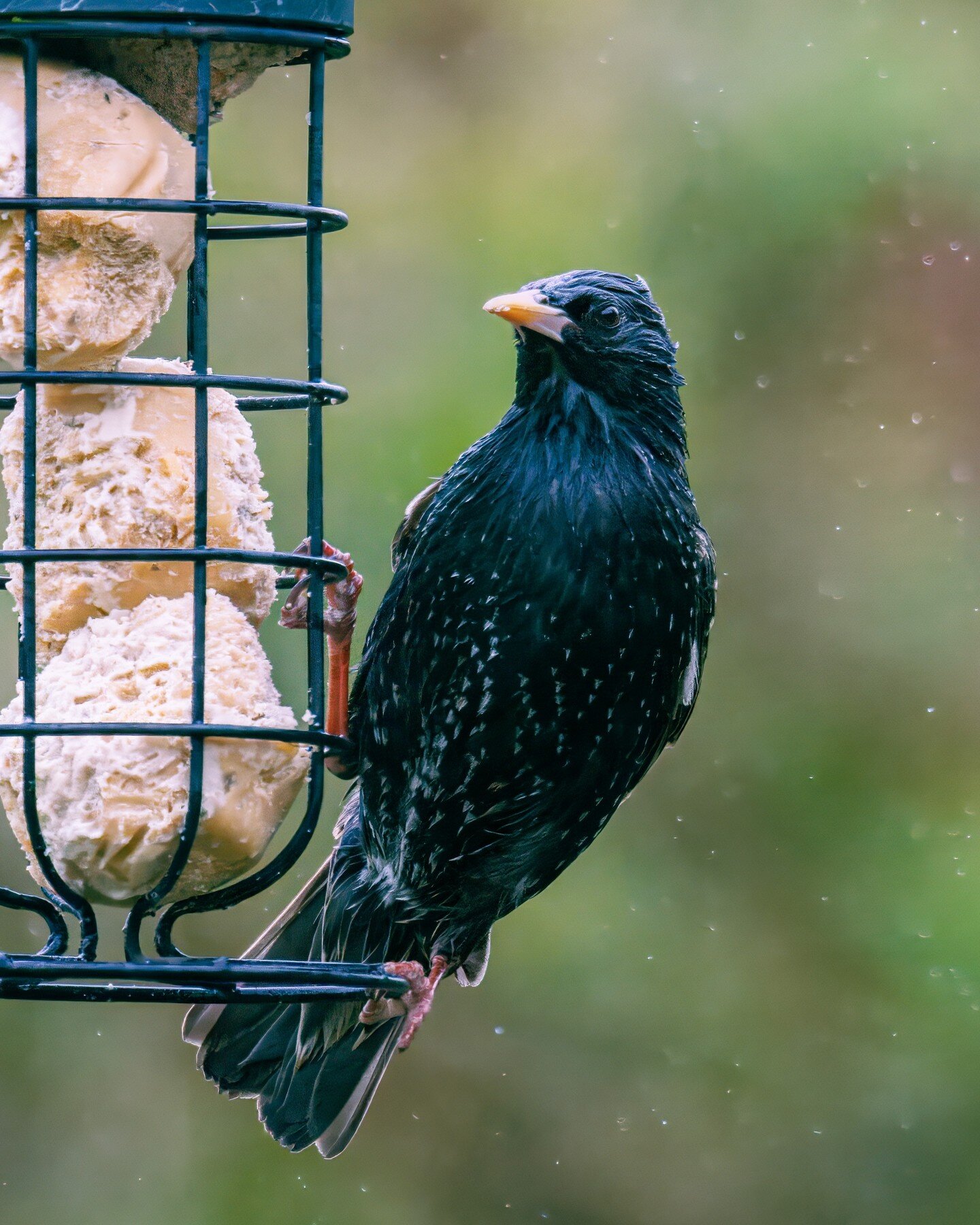 I'm Starling in the rain!

#commonstarling #bird #birdphotography #uk #ukwildlife #ukgardens #bird_captures #your_best_birds #feather_perfection #birdperfection #canonr7 #canonr7wildlife