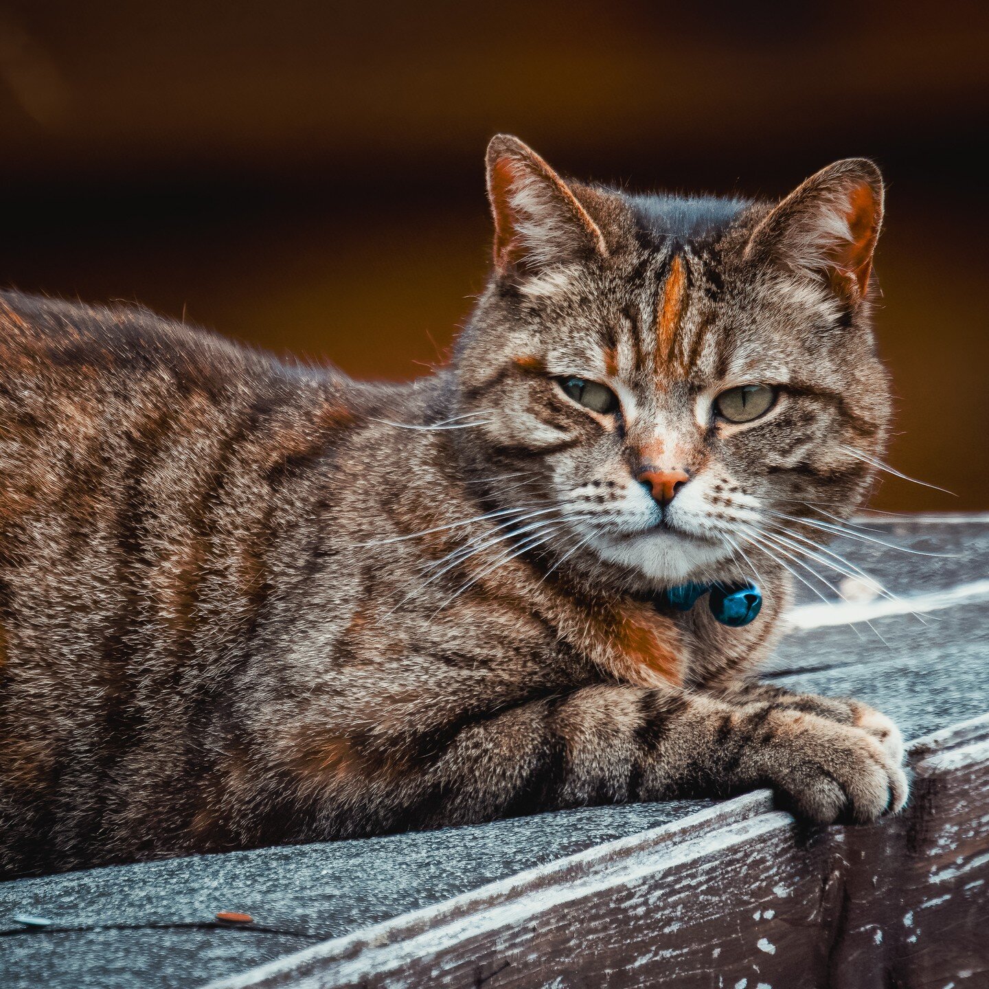 Tess

Neighbours cat on guard duty, scrutinizing all she see...

#cat #cats #pet #catsofinstagram #photography #furry #eyes #feline #orange #tabby #tabbycat #tabbycatworlddomination