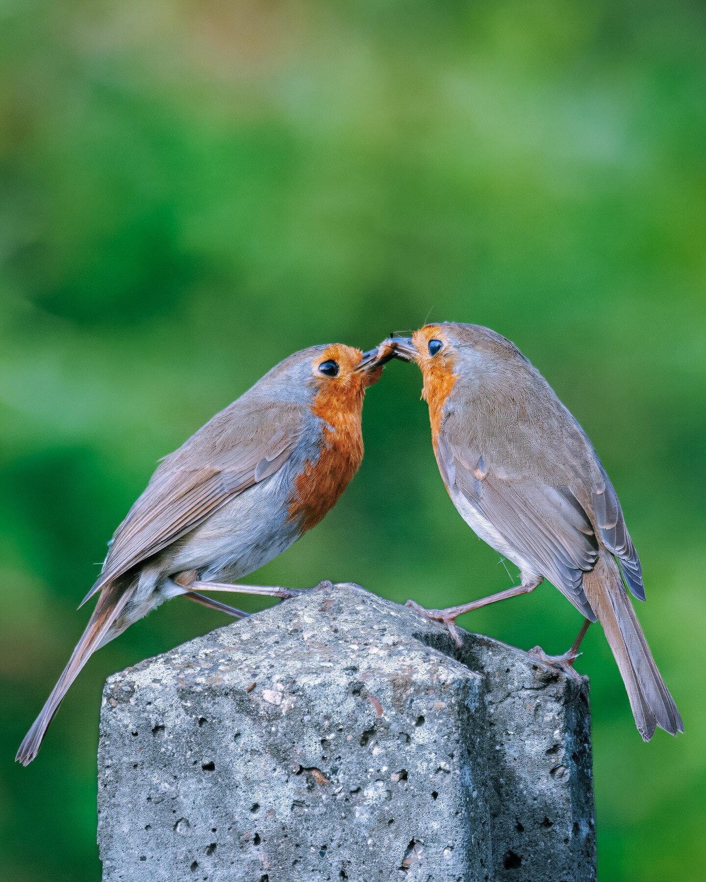 Feeding time!

#robin #robins #robinredbreast #bird #birdphotography #birdphoto #nature #birdsofinstagram #ukbirds #garden #wildlife #wildlifephotography