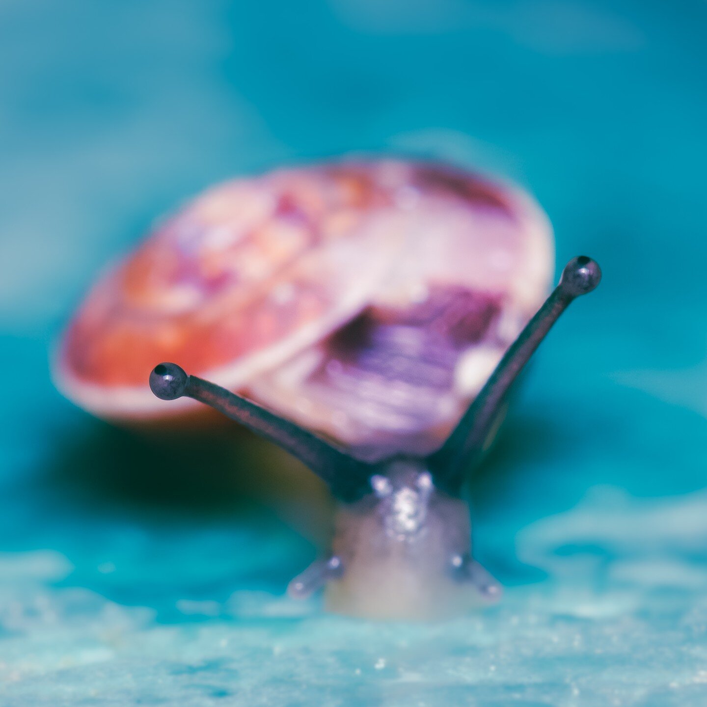 Silly Saturday pic of a little snail found &quot;booking it&quot; across a plastic cover of a box in the garden. Had a lot of fun messing with the colours for this one in lightroom.

#snail #macro #macrophoto #macrophotos #photomacro #macroholic #mac