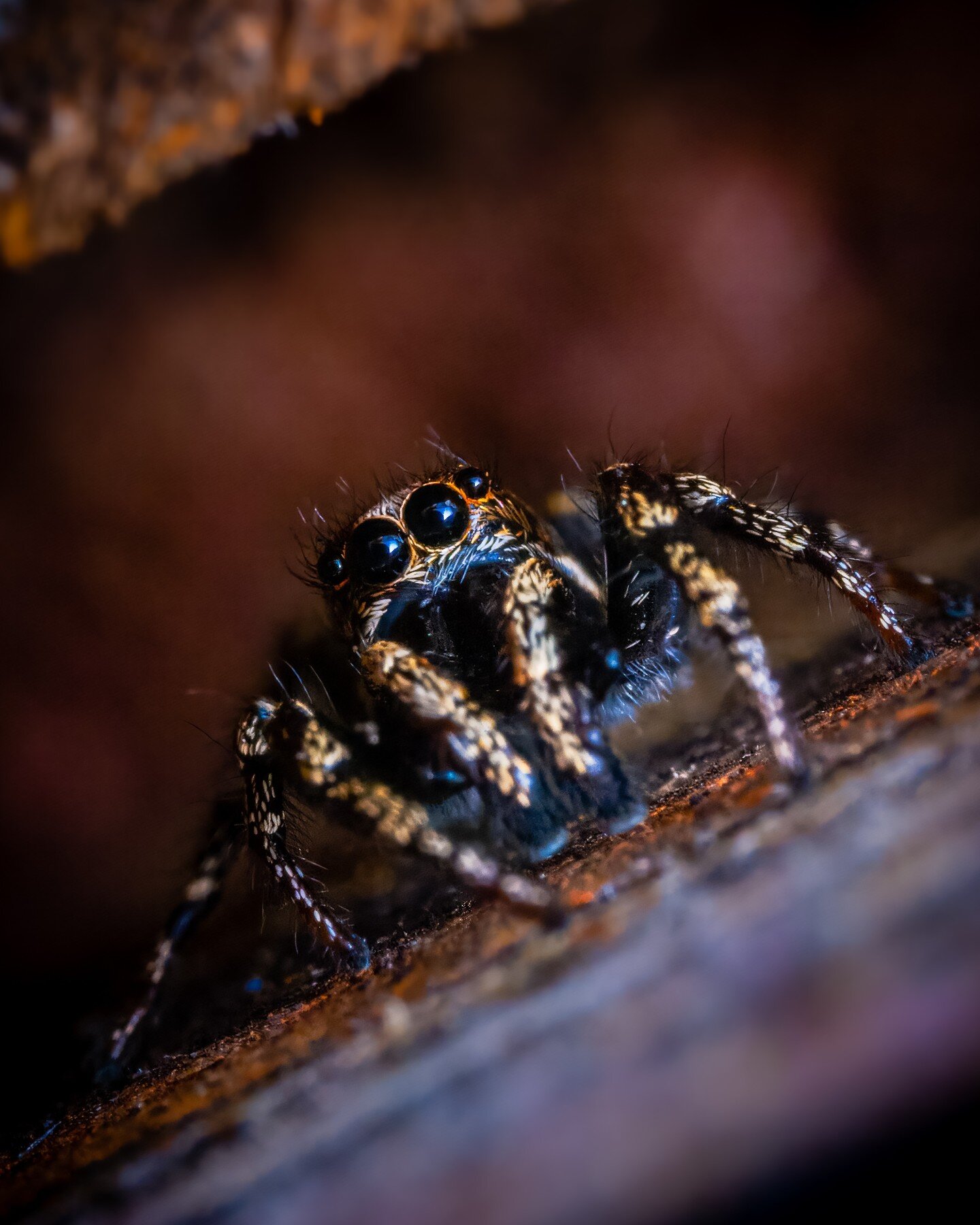 Shed Zebra!

Tiny Zebra Spider hiding from me in the crack between the shed door and its frame. It wasn't going to stay long...hope I see it again someday!

#macro #macrophoto #macrophotos #photomacro #macroholic #macro_highlight #Macro_brilliance #p