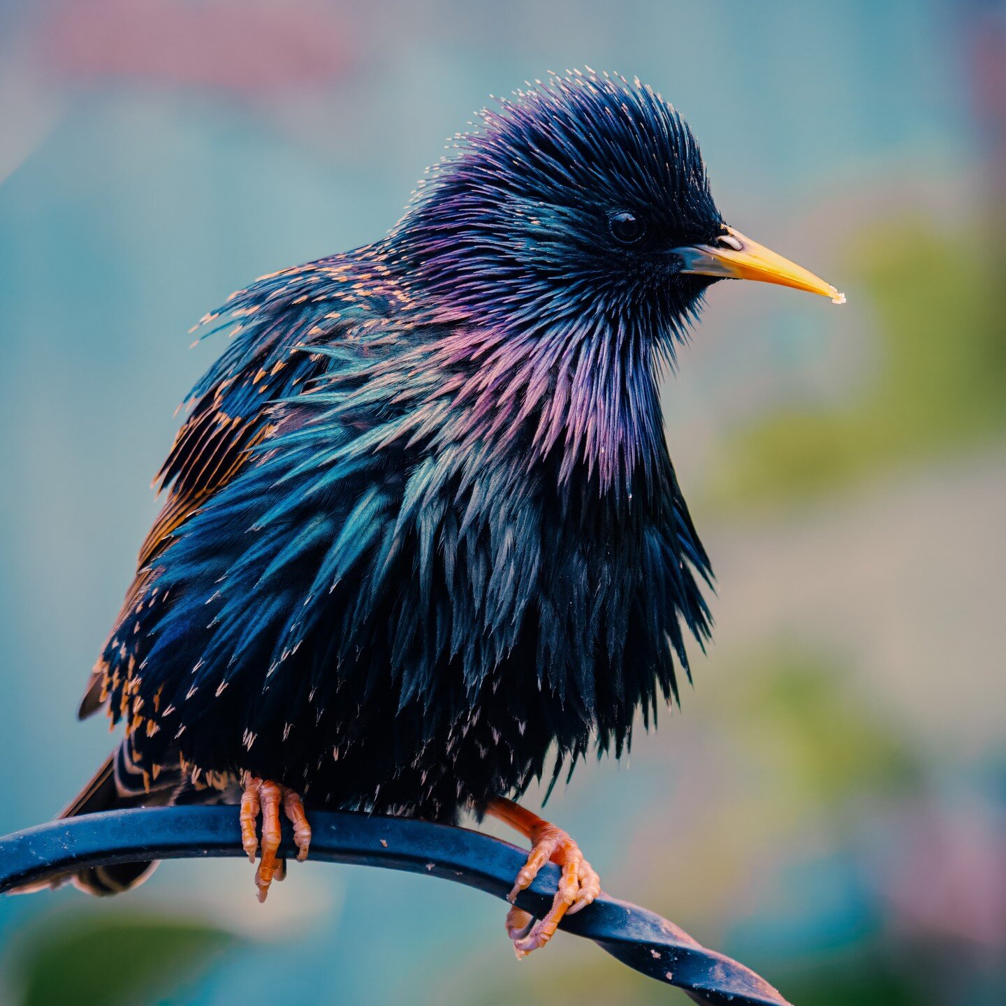 Yeah, pushed the colours a bit far, but *I* like it :P

#starling #uk #ukbirds #ukstarling #garden #nature #naturephotography #birdsofinstagram #featherlove #feathers #colorful #colour #colours #photooftheday #photography #ivenoideawhatimdoing