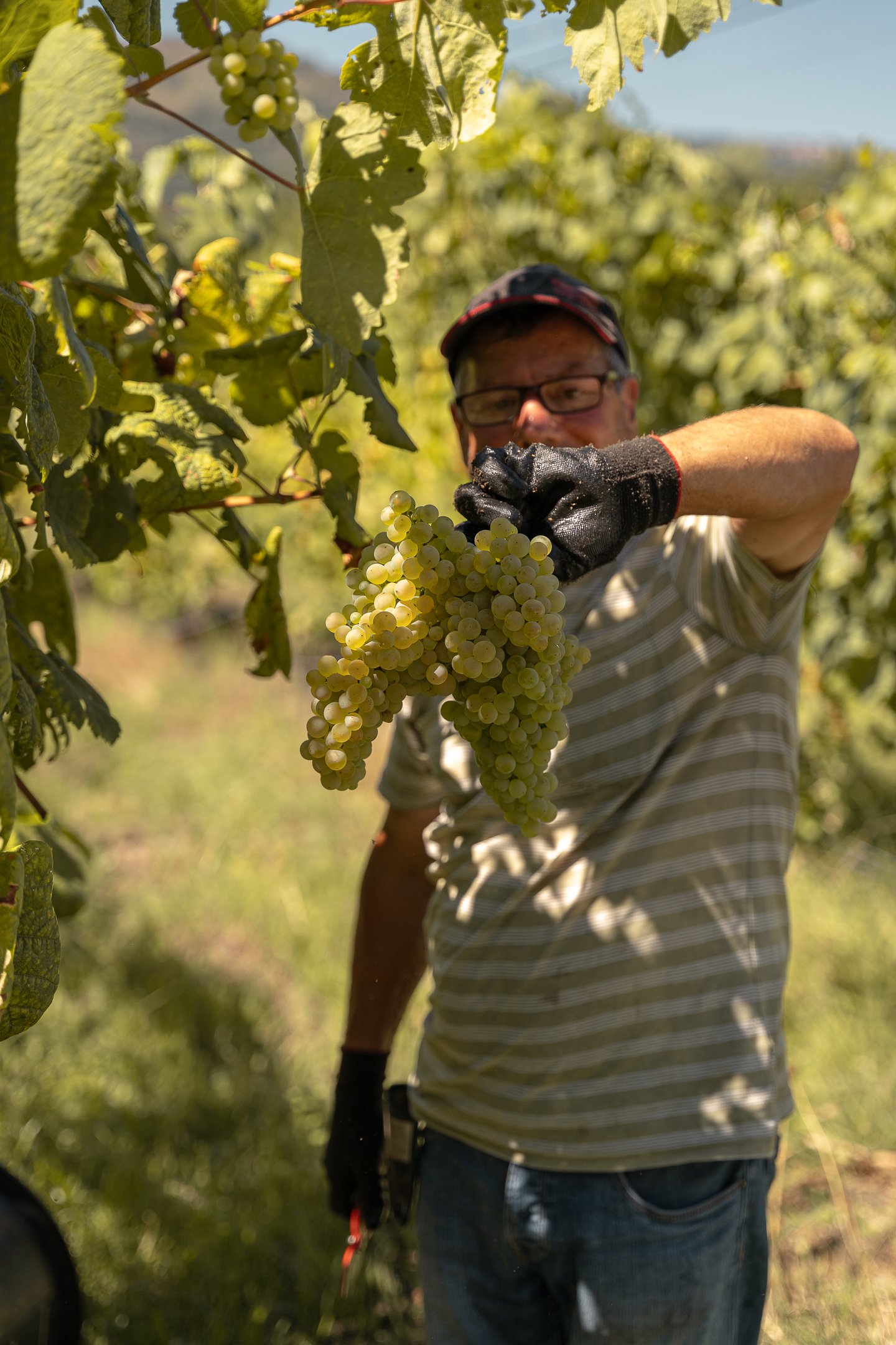BarcosWines_Harvest2026 (3).jpg