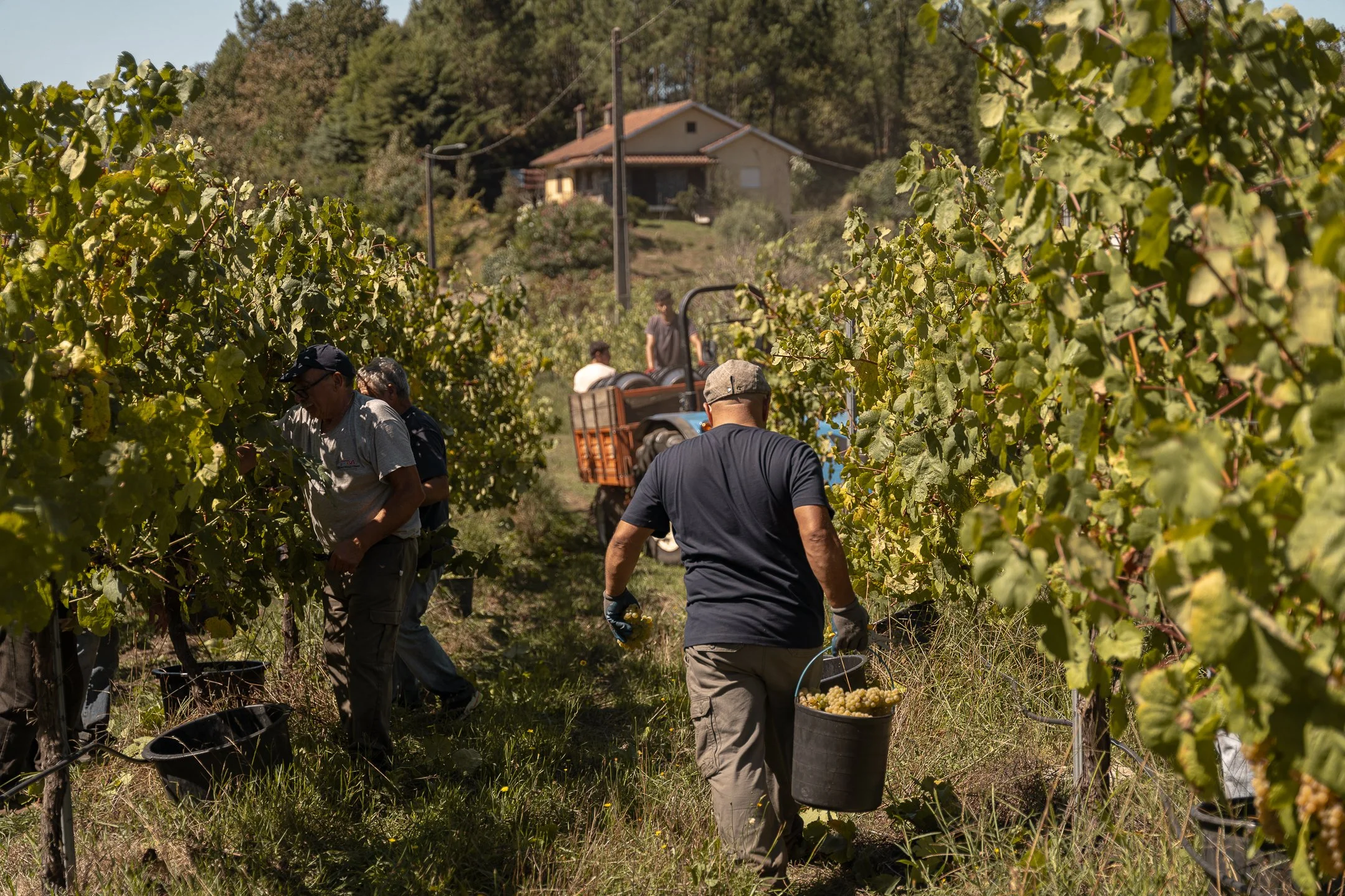 BarcosWines_Harvest2026 (2).jpg
