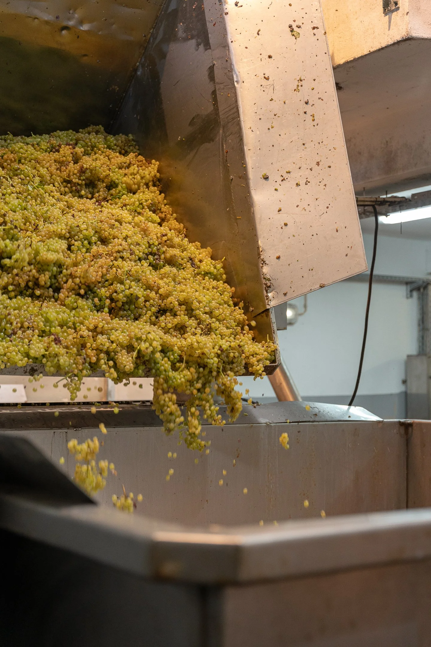 BarcosWines_Harvest2026.jpg