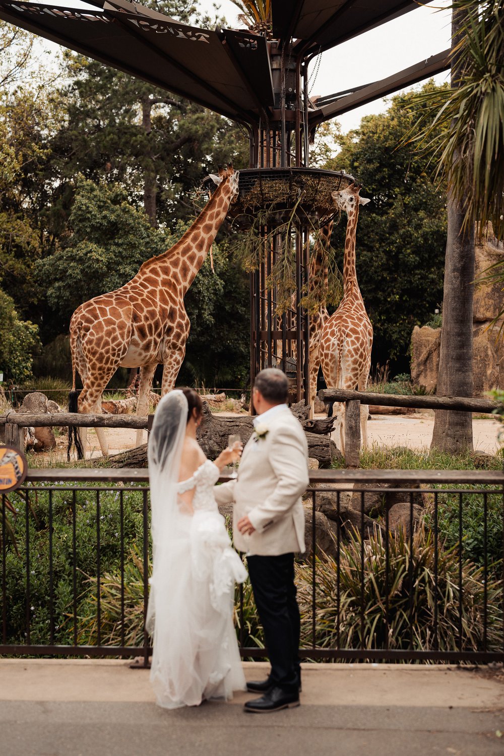 Melbourne_Zoo-Wedding-Photographer-1016.jpg
