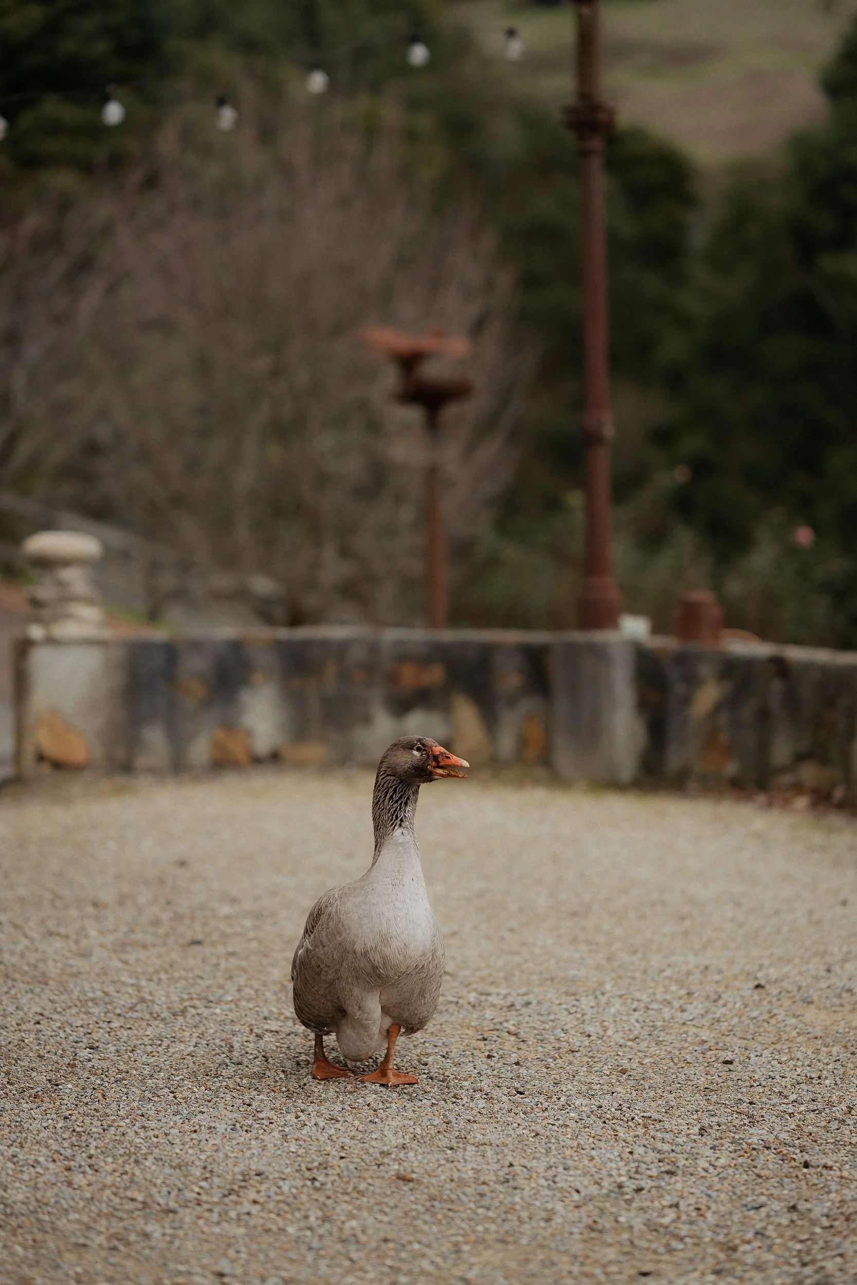 Mont_Du_Soleil_Elopement-1023.jpg