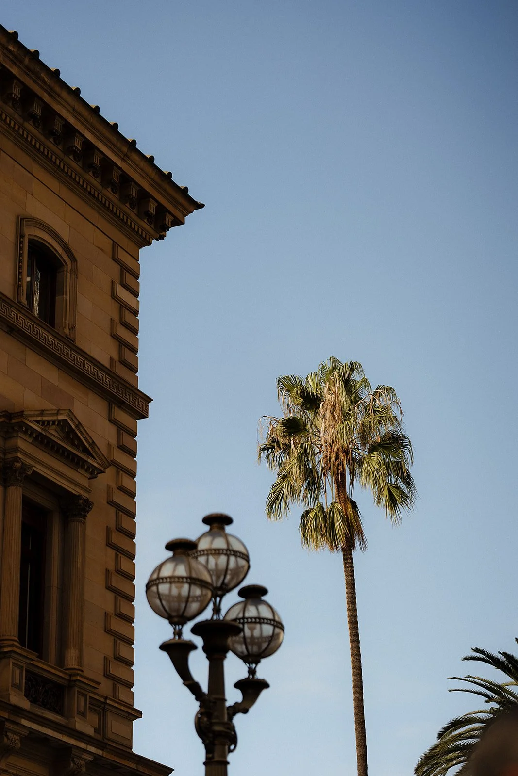 Palm Tree nextdoor in the Treasury Gardens