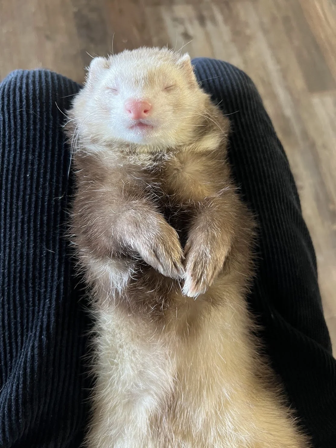 Milo