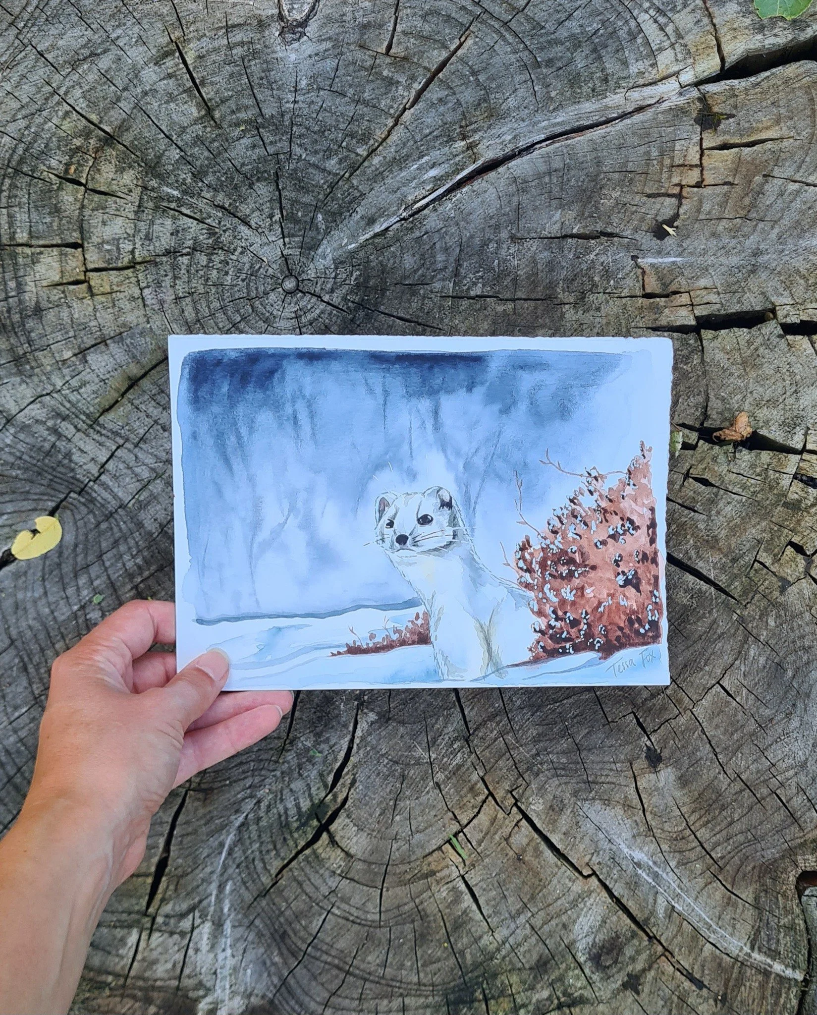 January in my 2026 calendar belongs to this little guy - the ermine 🐾

 #watercolourpainting #ermine
