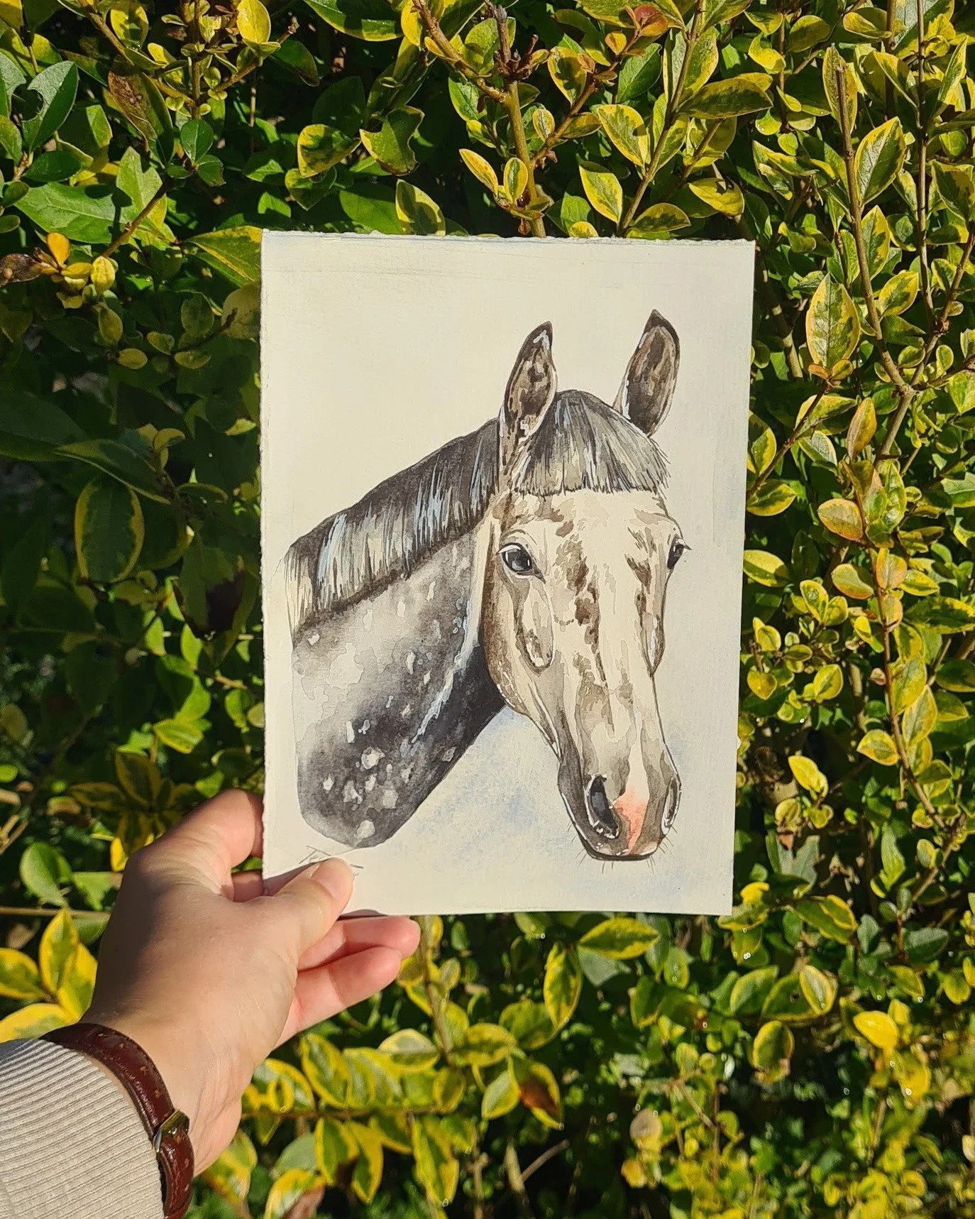 Alfie, for Flora 💙 A5 watercolour, pet portrait commission 

@floraarcher_ 

 #watercolourartist #horses #petportrait #petportraitartist #petportraitcommission #greyhorses