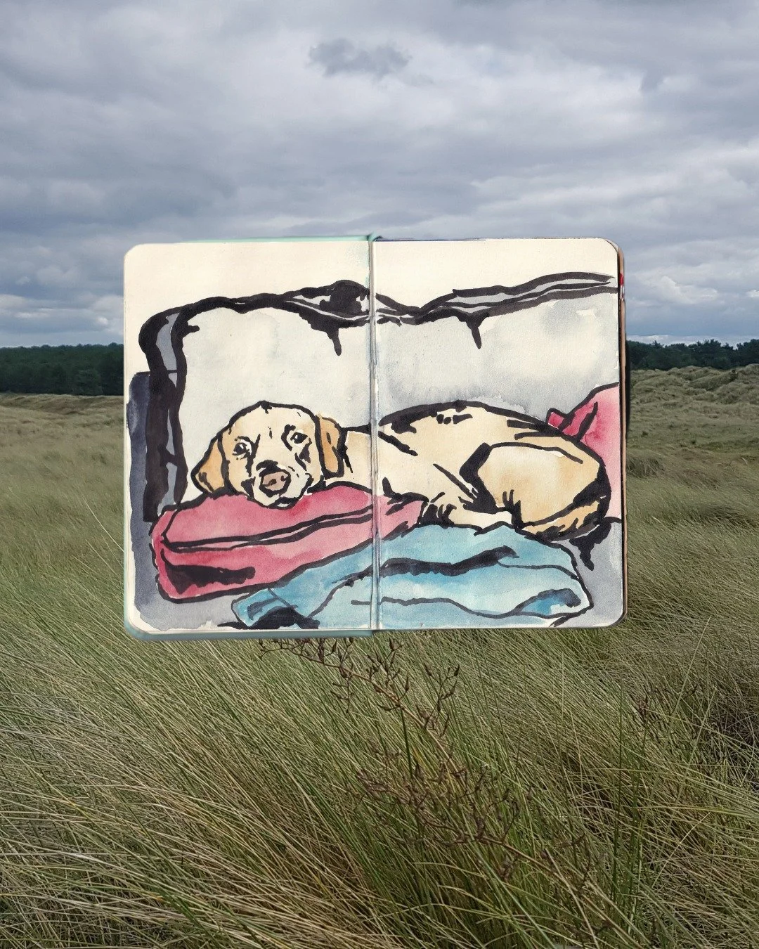 lil murph on the sofa in my sketchbook

 #goldenlabrador #labradorsofinstagram #labradoroftheday #sketchbook #sketchbookdrawing #sketchbookart #art #drawing #drawingart