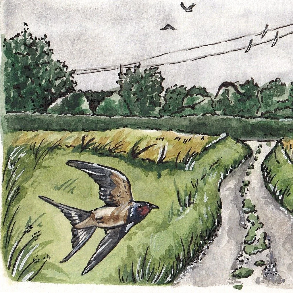 Swallows on New Inn Lane (late summer morning) 

 #swallow #britishwildlife #britishwildlifeart #summertime #norfolk #watercolour #watercolourillustration